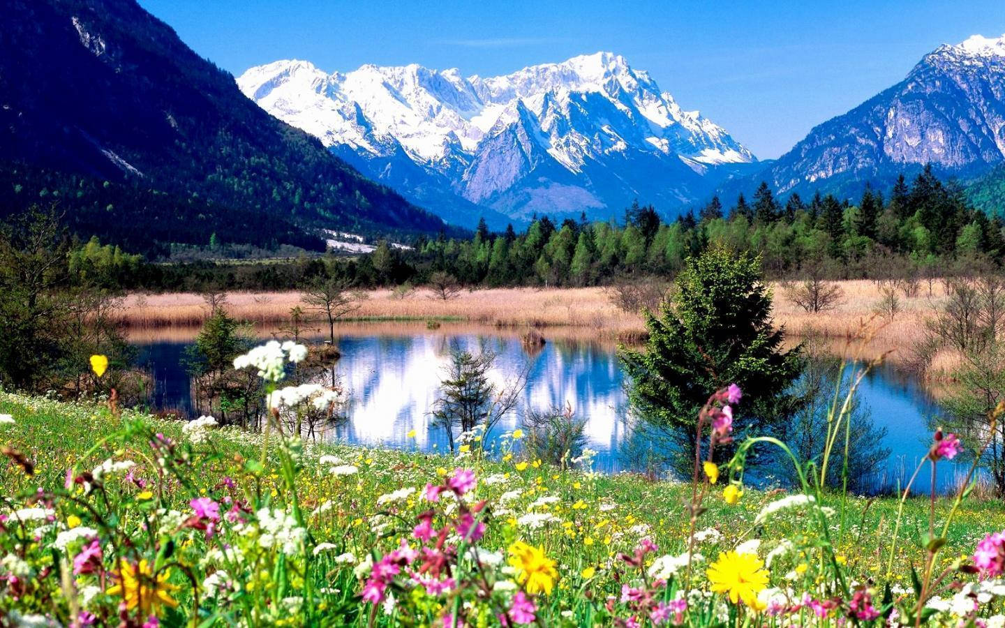 高清春季風景湖 壁紙 — 一片充滿活力的野花草甸在寧靜的湖泊前盛開，湖泊映照著白雪覆蓋的山脈，天空清澈湛藍。