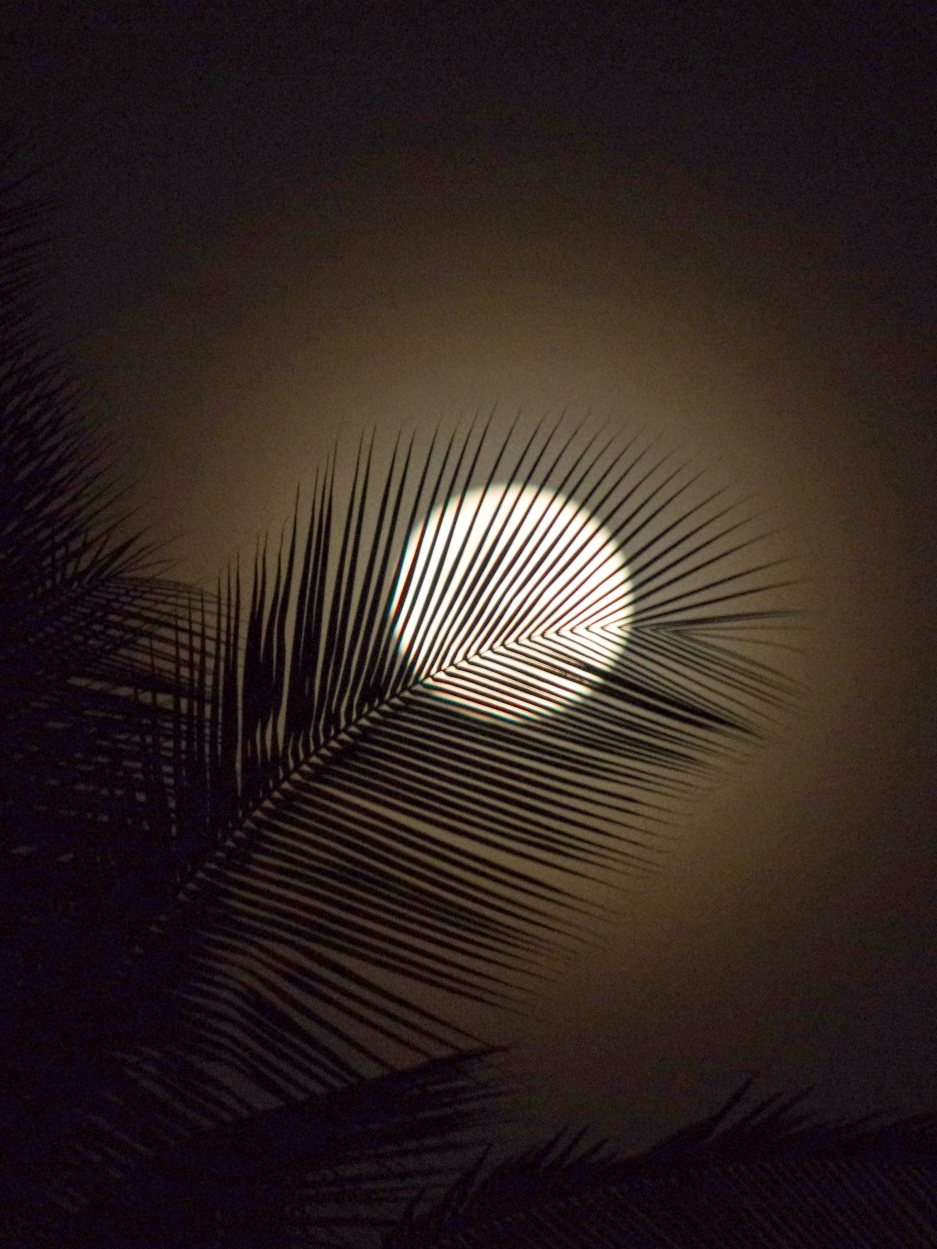 高清月隱於棕櫚葉後 壁紙 — 一輪滿月在朦朧的夜空中的棕櫚葉黑色剪影後方柔和地發光。