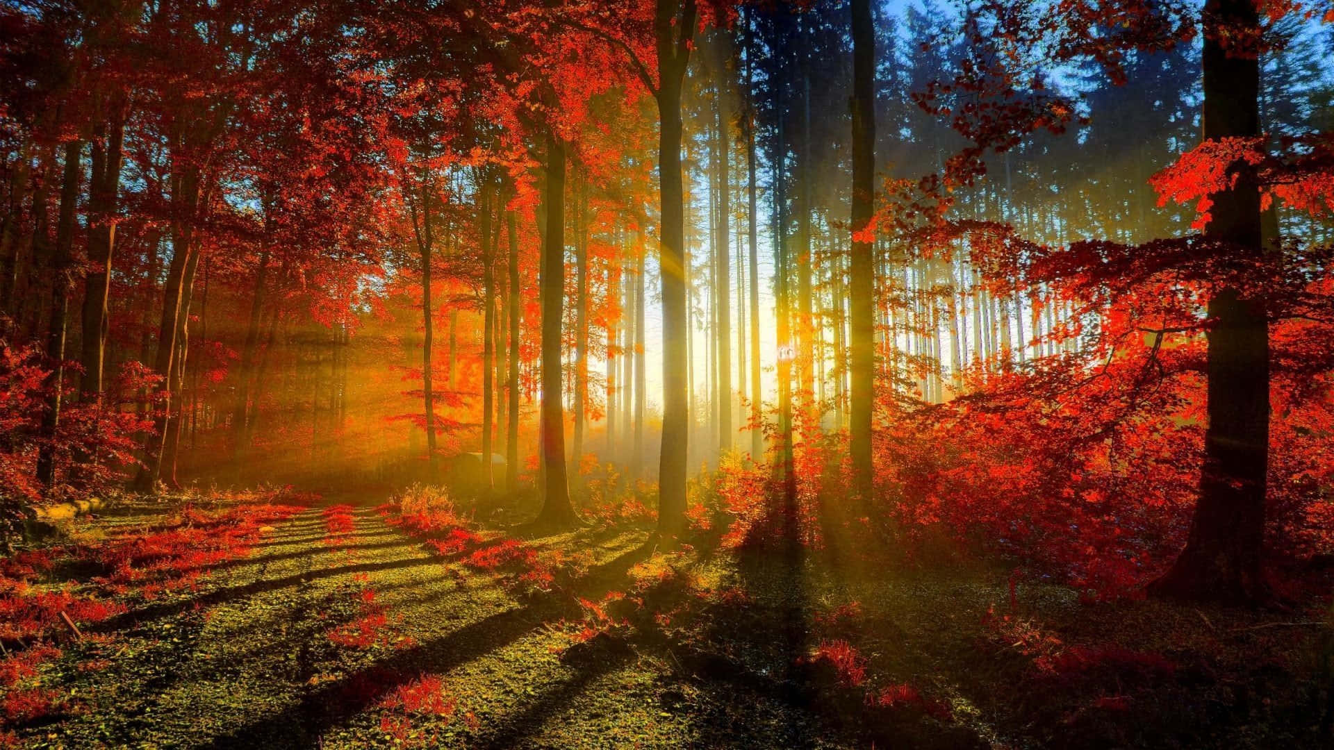 陽光穿過寧靜森林中的紅葉，有一條長滿苔蘚的小徑。