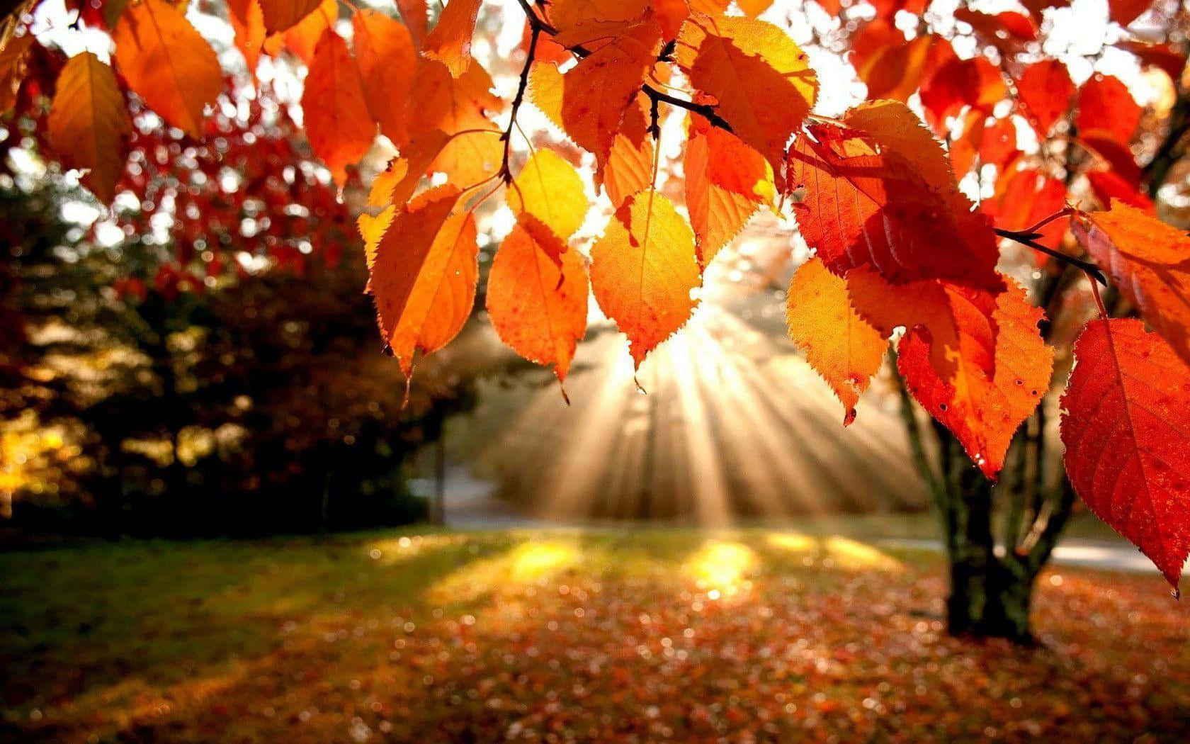 高清秋日陽光穿透葉子 壁紙 — 金色的陽光穿過鮮豔的橙色和紅色秋葉，將溫暖的光線投射在落葉地毯上。