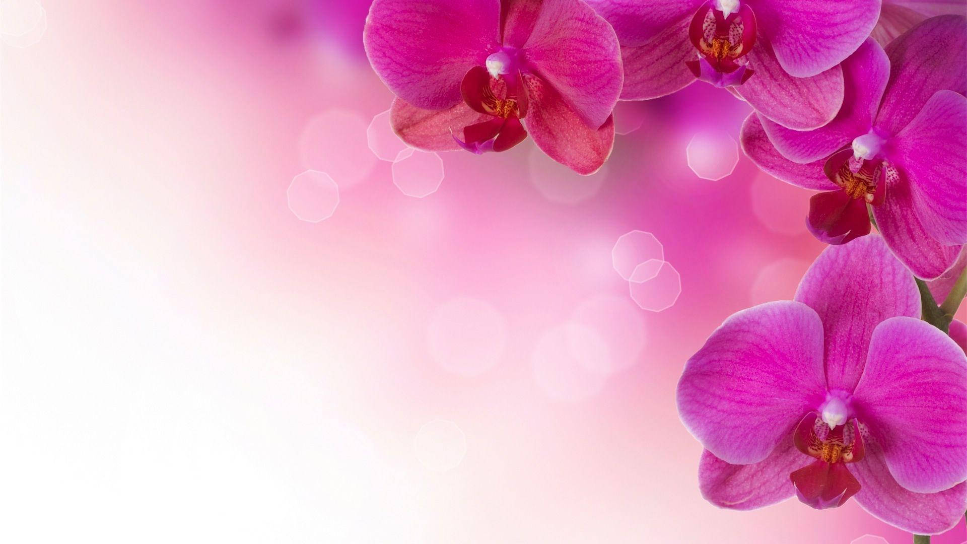 高清粉紅蘭花 壁紙 — 充滿活力的粉紅色蘭花在夢幻般的漸變背景上柔和綻放，伴隨著發光的散景燈光。