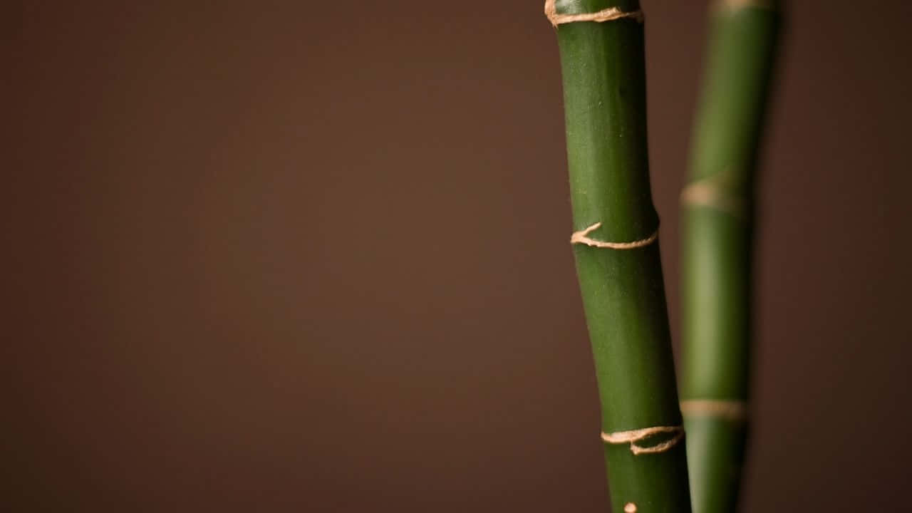 兩根綠色竹莖用麻繩捆綁，以棕色背景為襯托。