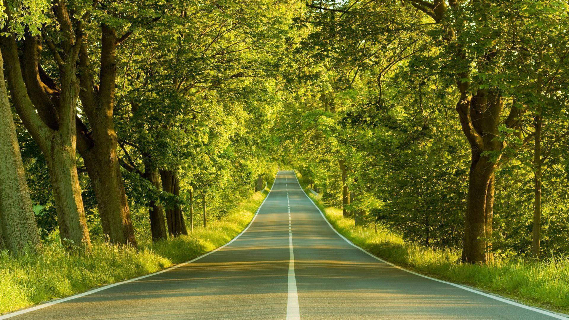 高清自然樹木與道路 壁紙 — 一條陽光照耀的瀝青路，穿過茂密的翠綠樹冠，筆直向前延伸。