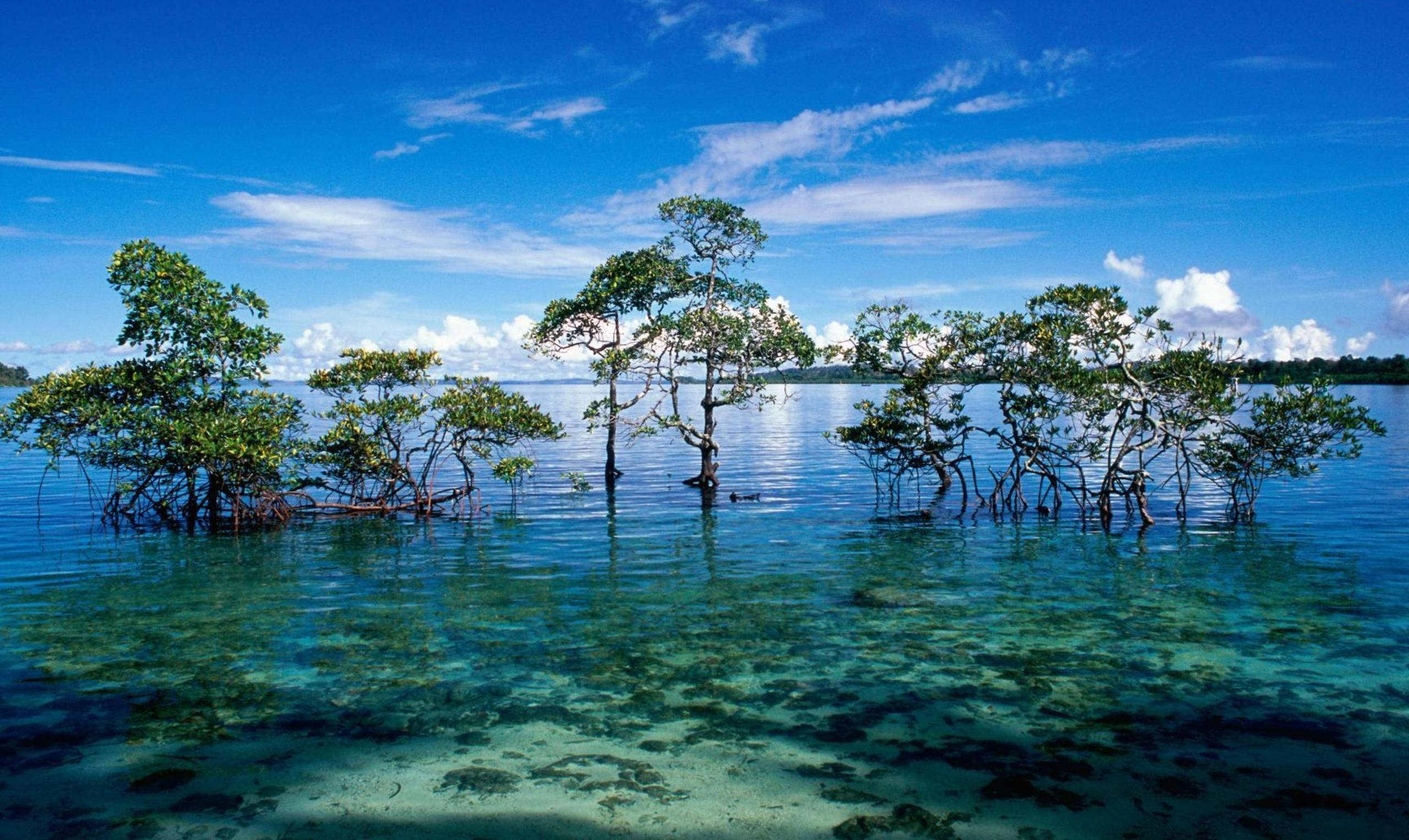 高清自然水中樹木 壁紙 — 紅樹林優雅地矗立在清澈碧綠的海水中，上方是湛藍的天空，點綴著幾朵白雲。