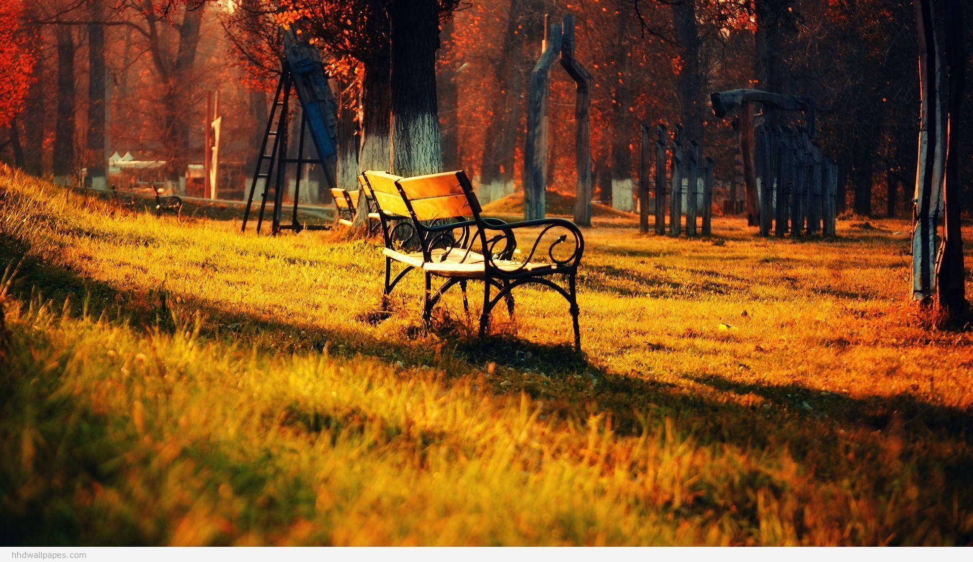 高清自然風景：夕陽景色 壁紙 — 一張孤獨的木製長椅，帶有華麗的金屬腿，坐落在陽光明媚的秋日公園中，沐浴在透過火紅和橙色樹木過濾的金色光芒中。