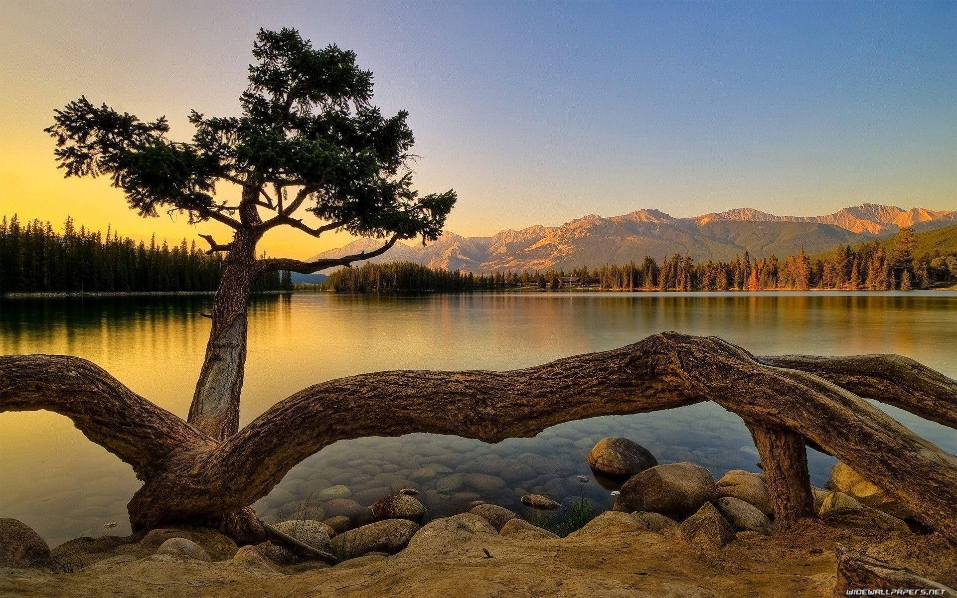 高清自然風景：湖畔樹木 壁紙 — 一棵孤獨的樹立在寧靜的湖邊，夕陽西下，背景是山巒，前景有一根倒下的樹幹作為框架。