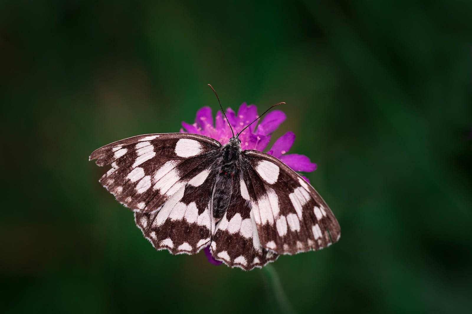 一隻黑白蝴蝶棲息在自然環境中的紫色花朵上。