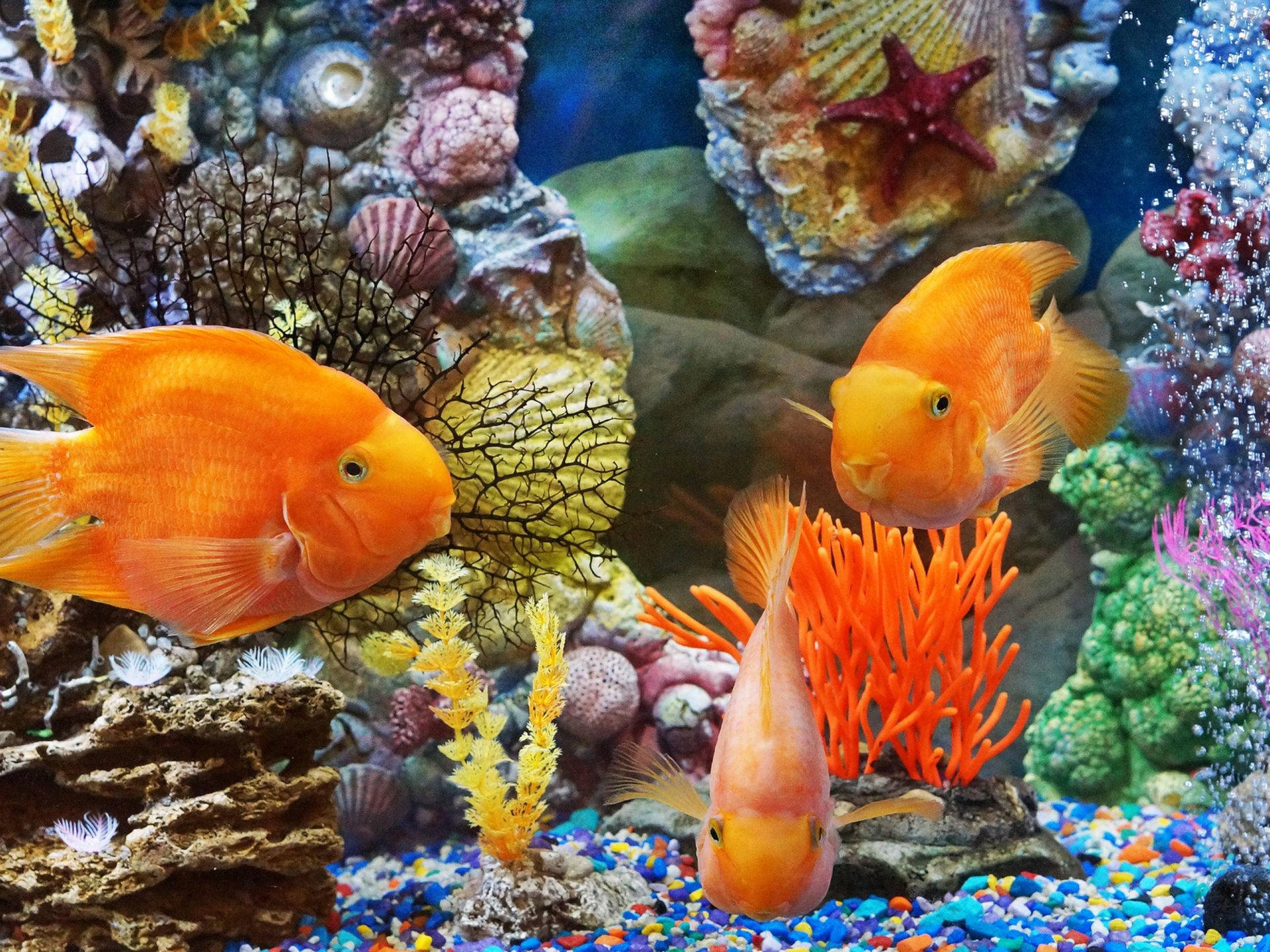 高清血紅鬥魚與珊瑚貝殼 壁紙 — 充滿活力的橙色魚類在色彩繽紛的珊瑚和貝殼之間游動，在一個有多色礫石的熱鬧水族箱中。