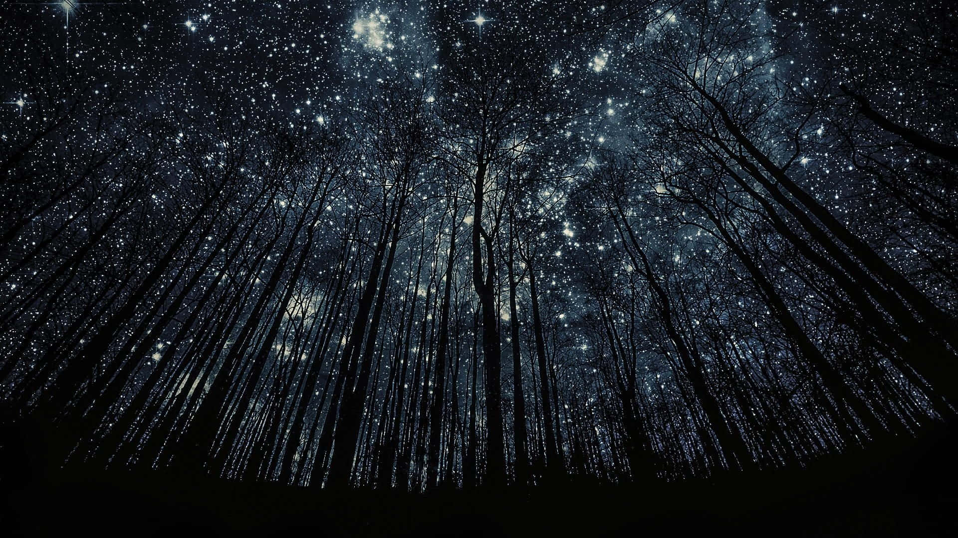 透過森林中光禿禿的樹木剪影看到的滿天星斗的夜空。