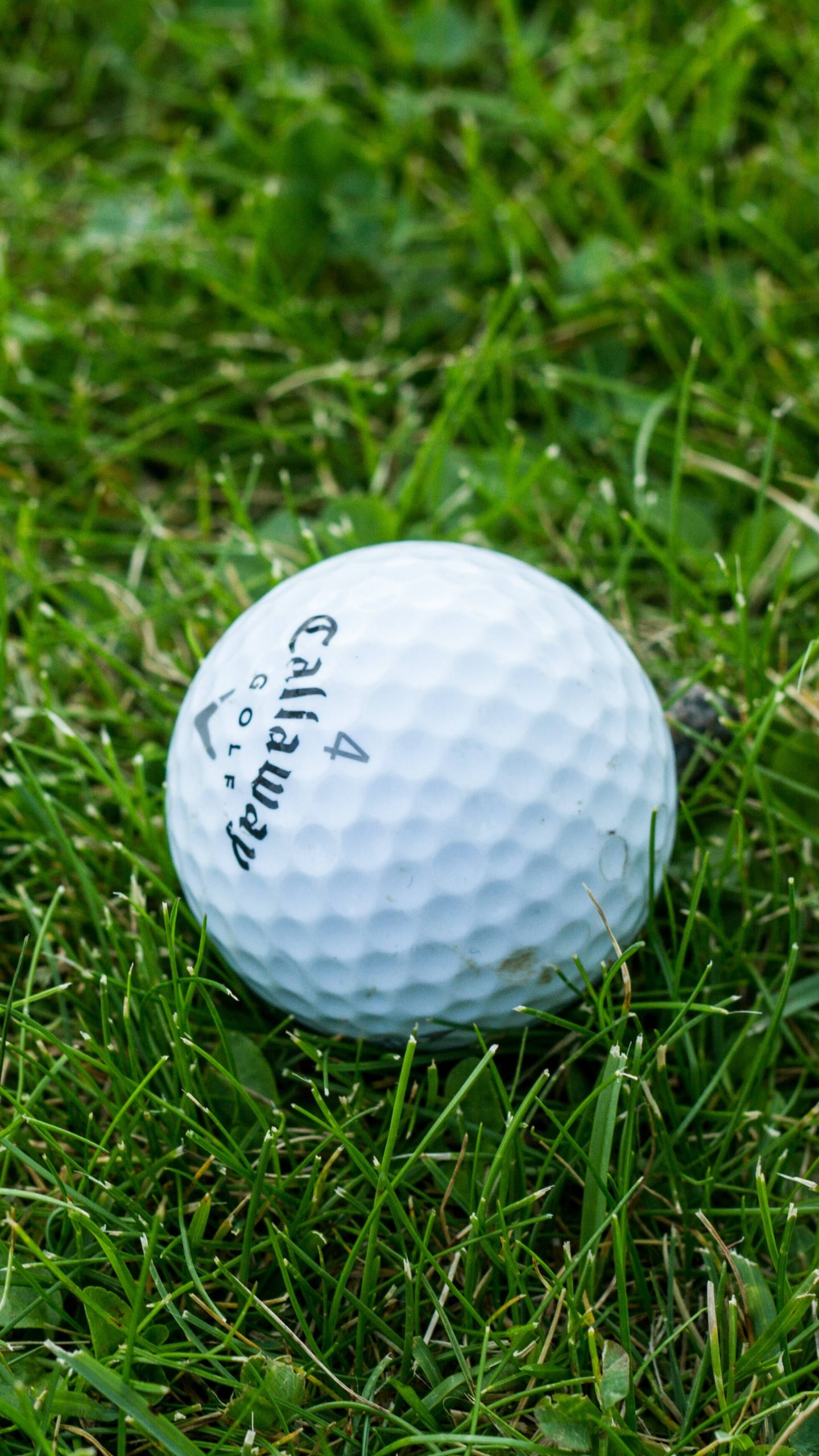 高爾夫球白色球體 iPhone 壁紙 — 一個帶有凹痕的白色 Callaway 高爾夫球在自然日光下放置在充滿活力的綠色草地上。