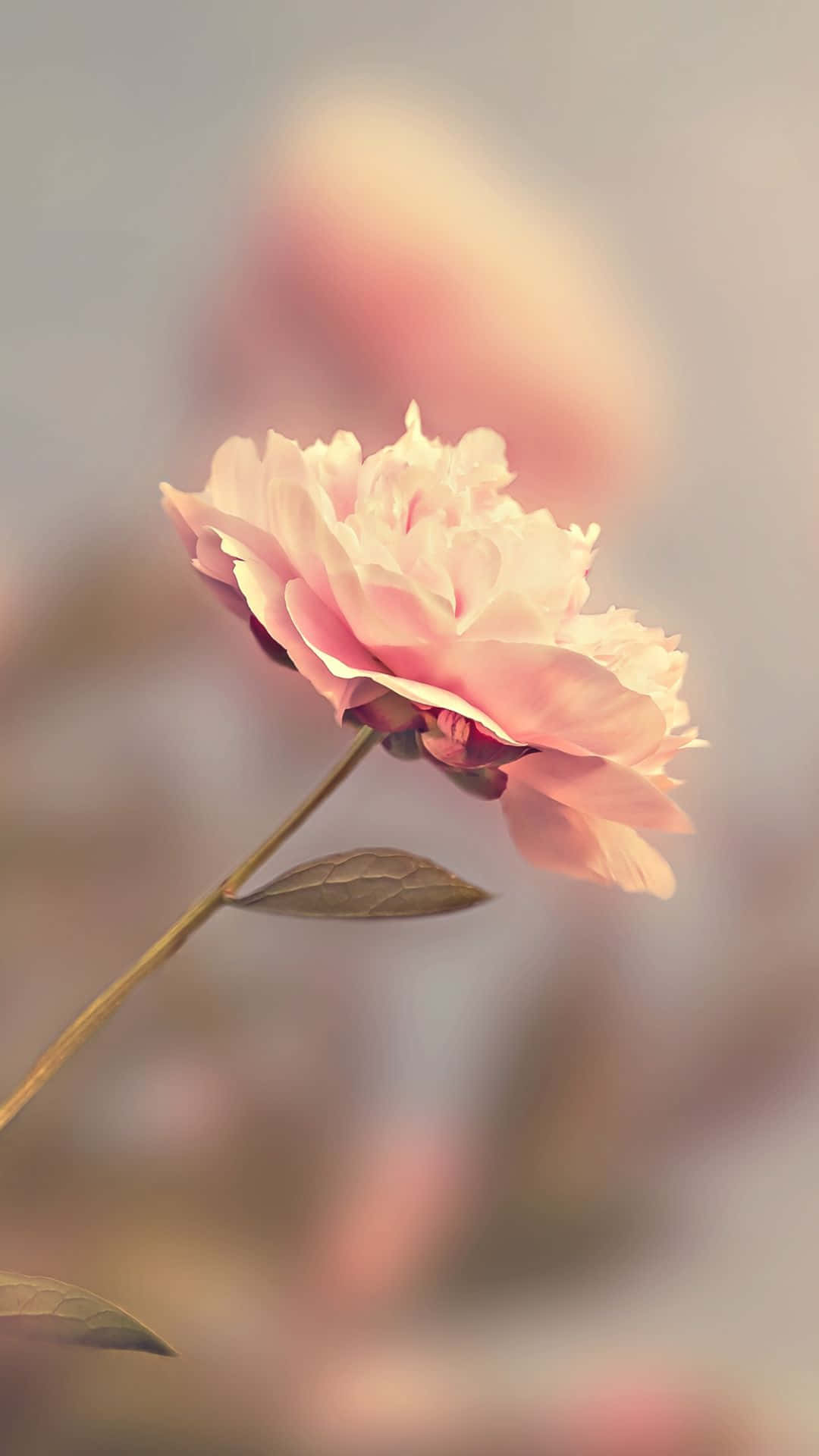 柔和的粉紅色牡丹花，背景模糊