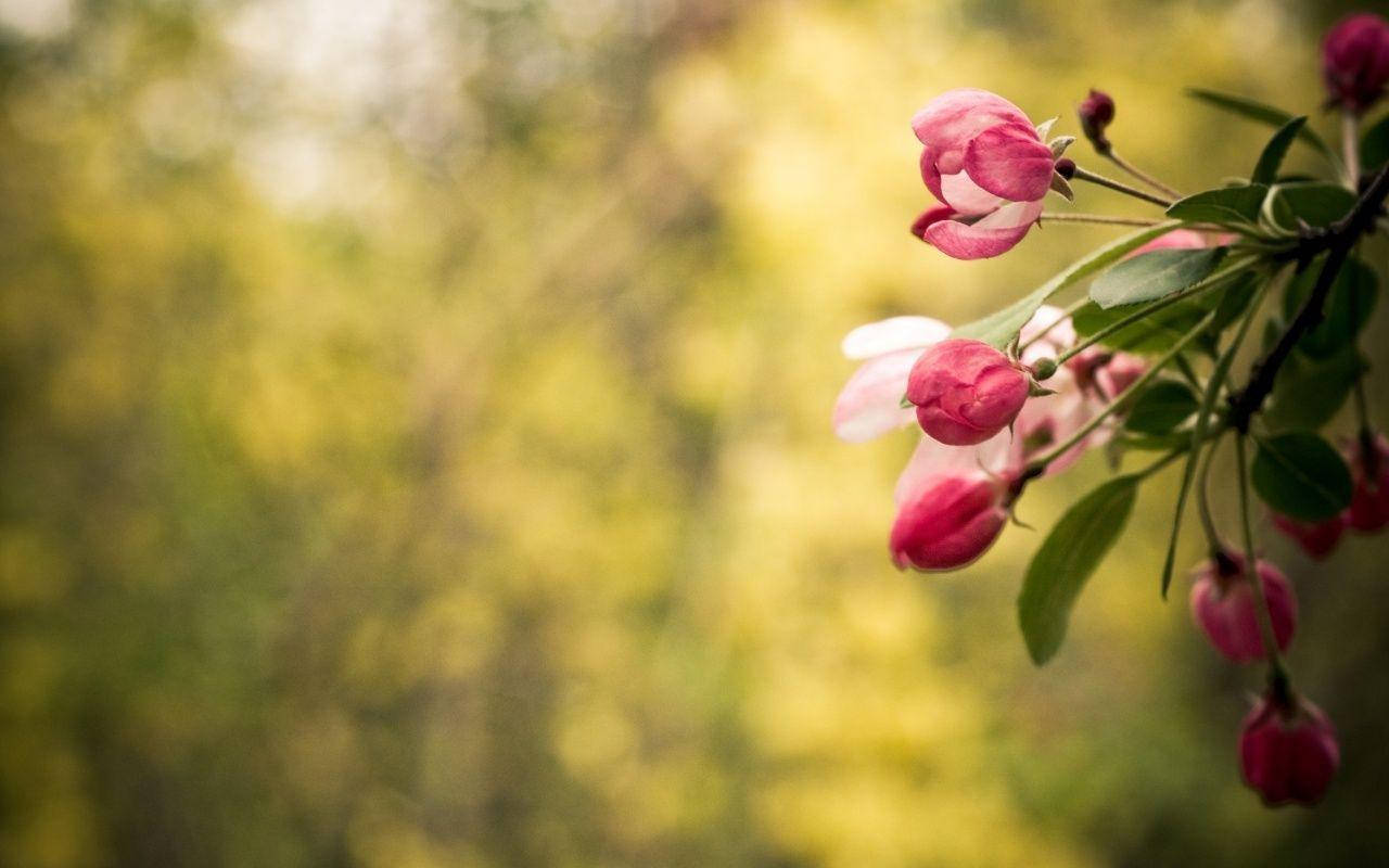 高畫質粉紅花莖 壁紙 — 柔軟的粉紅色花朵輕輕地從樹枝上垂下來，背景是溫暖模糊的綠色。
