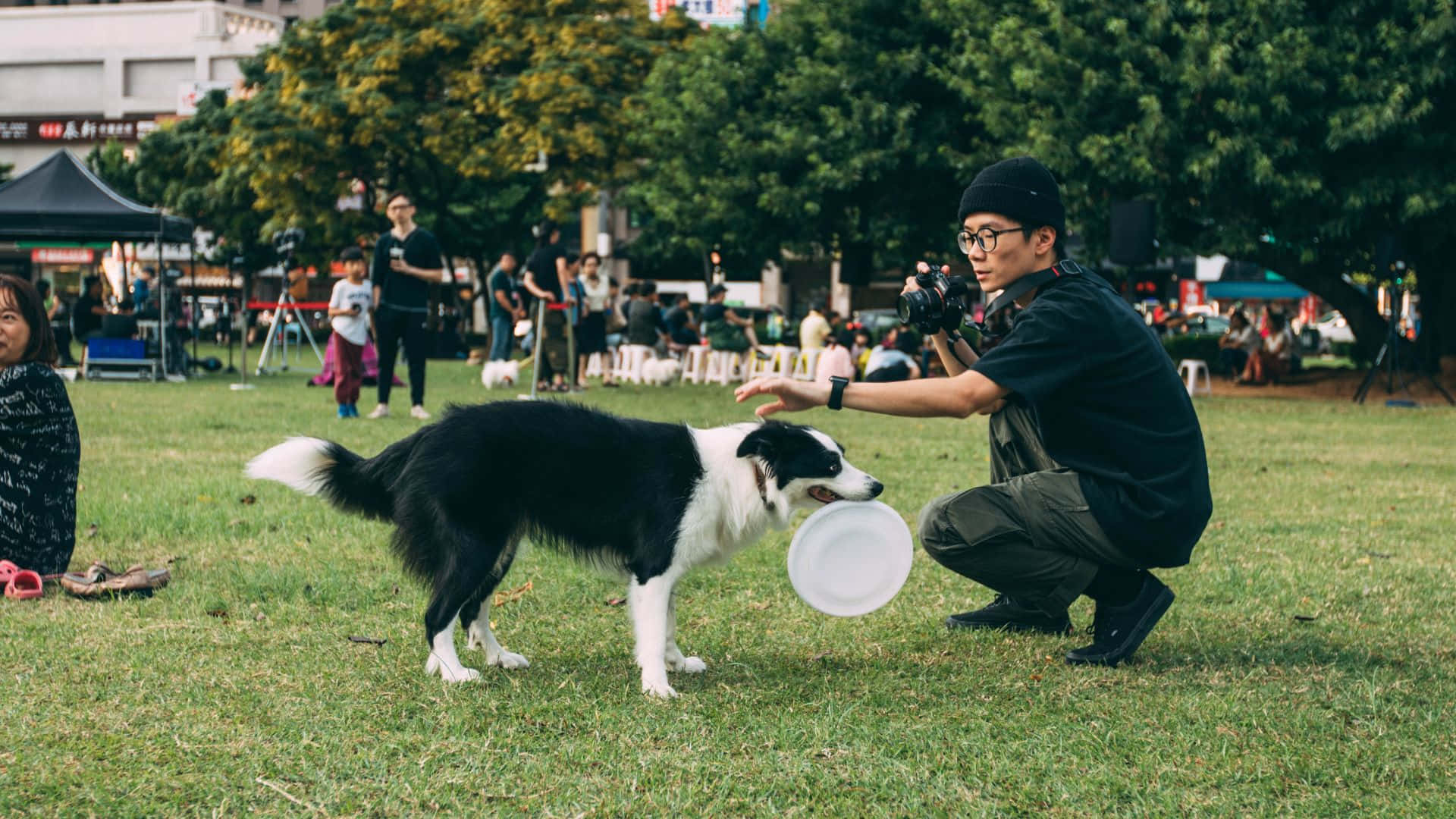 高畫質飛盤飛越天空 壁紙 — 一隻黑白邊境牧羊犬接住一個白色飛盤，一名男子跪在陽光普照的公園裡將飛盤遞給狗。