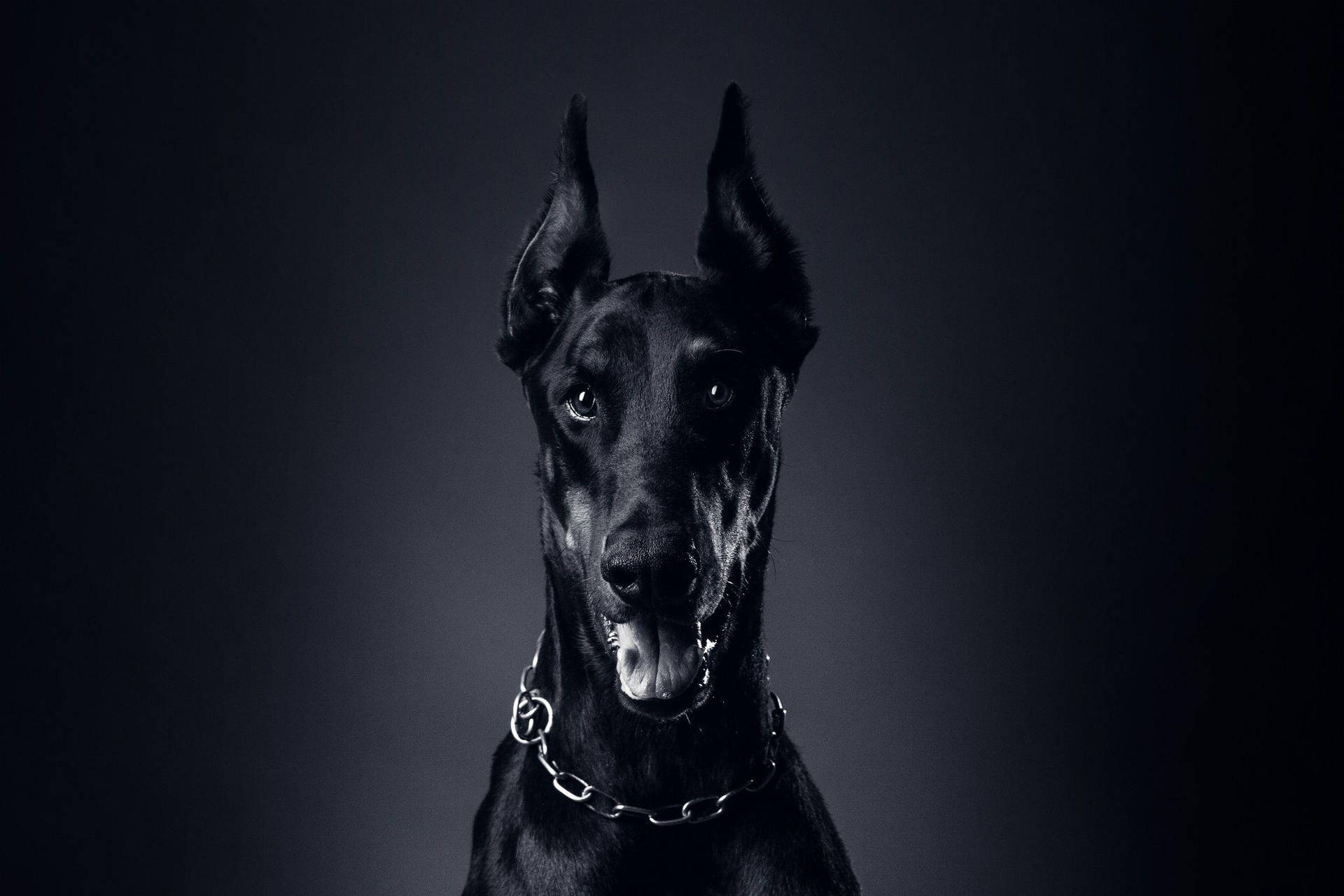 黑色杜賓犬戴著鏈條項圈，在黑暗的工作室中直視觀眾。