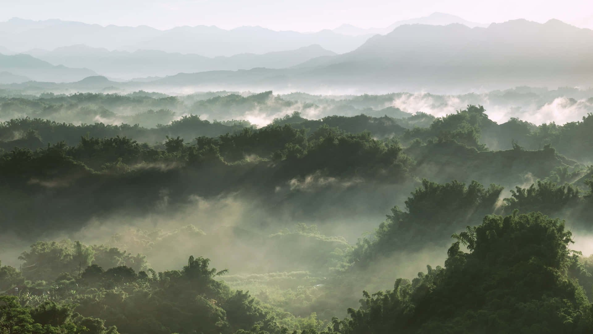 黎明時分，霧氣籠罩的起伏森林山丘與遠山