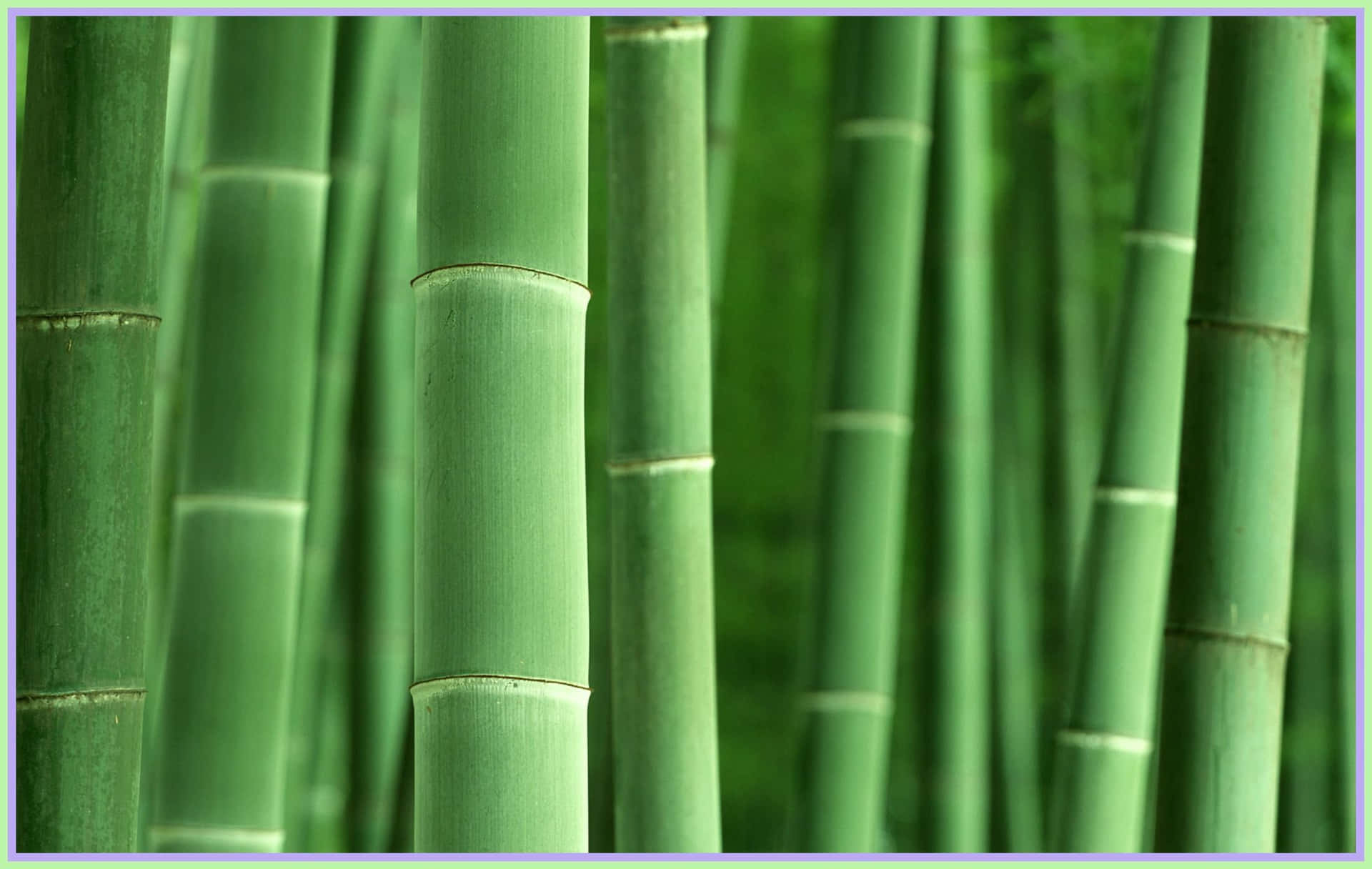森林中高大的綠色竹莖，伴隨著柔和自然光線。