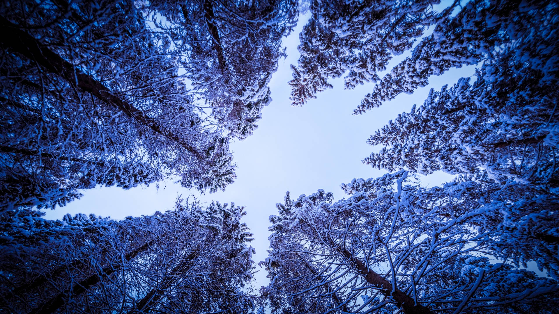 白雪覆蓋的松樹形成圓形樹冠，襯著淡藍色的天空。