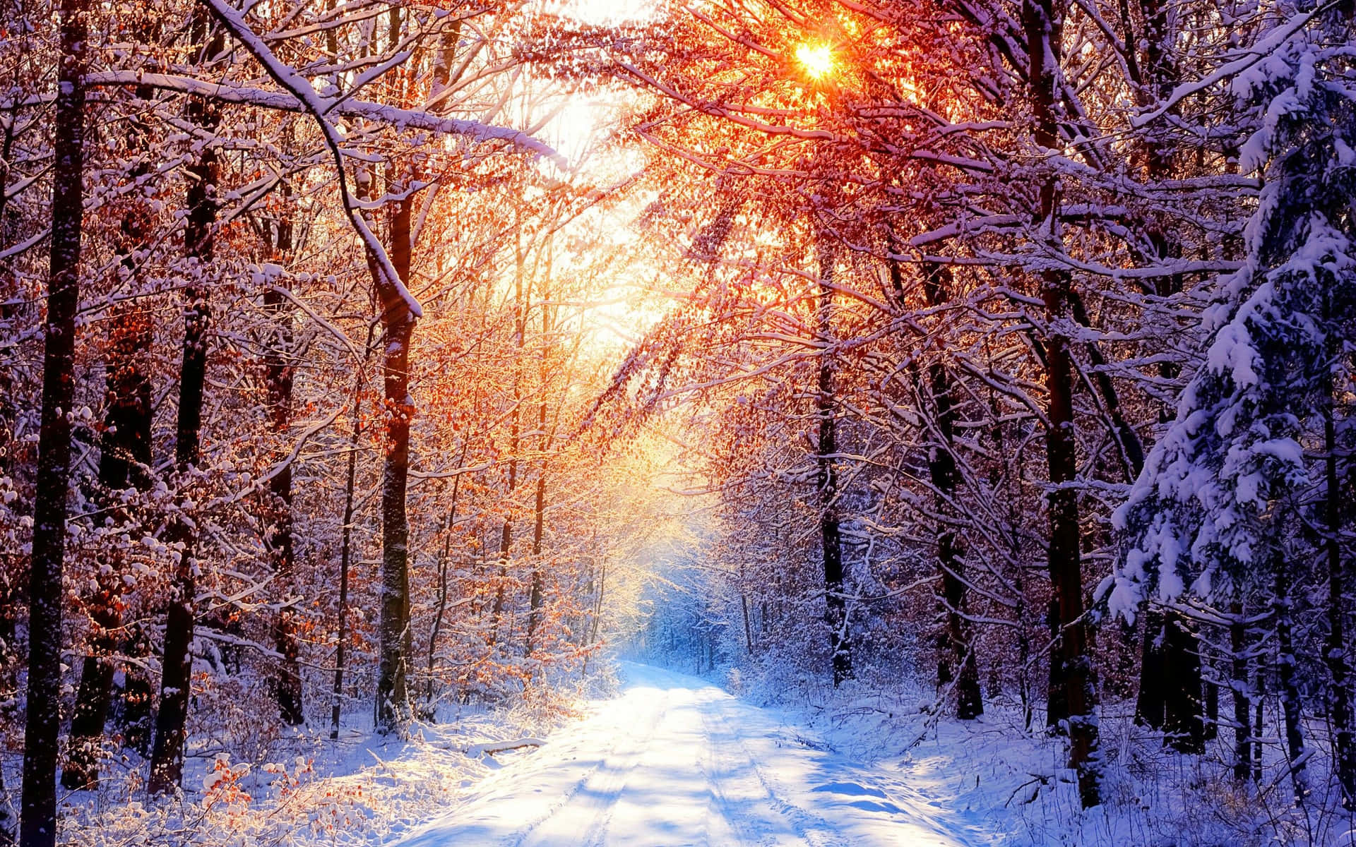 雪森林小徑透過光禿的樹枝在夕陽下閃耀。