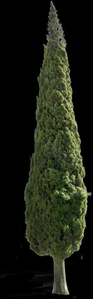 杯柏樹 II - 樹木為聖誕樹