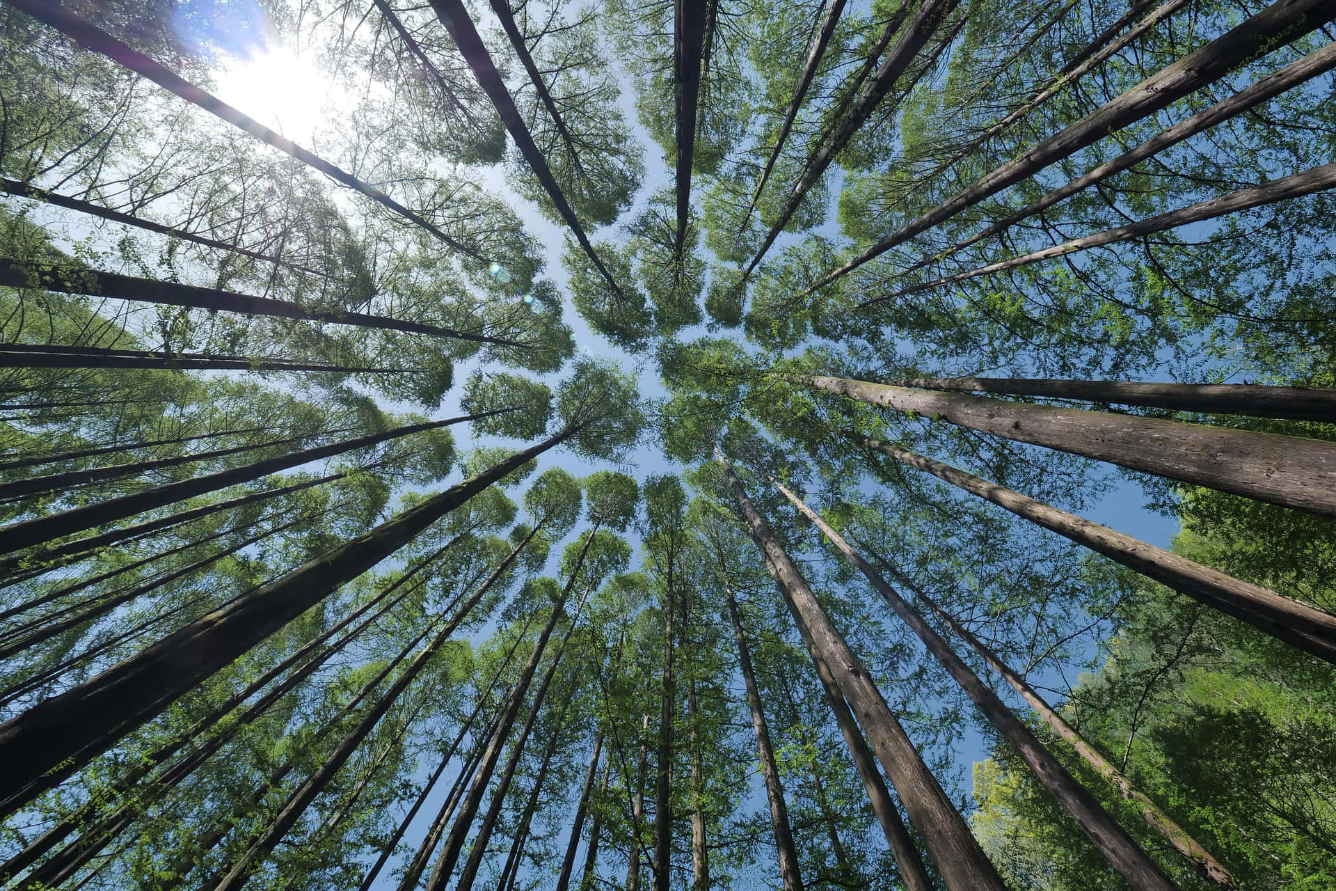 高聳森林樹木的壯麗風景 壁紙 — 高聳的樹木向上伸展，形成一座綠色的大教堂，映襯著明亮的藍天，陽光從樹葉間窺視。