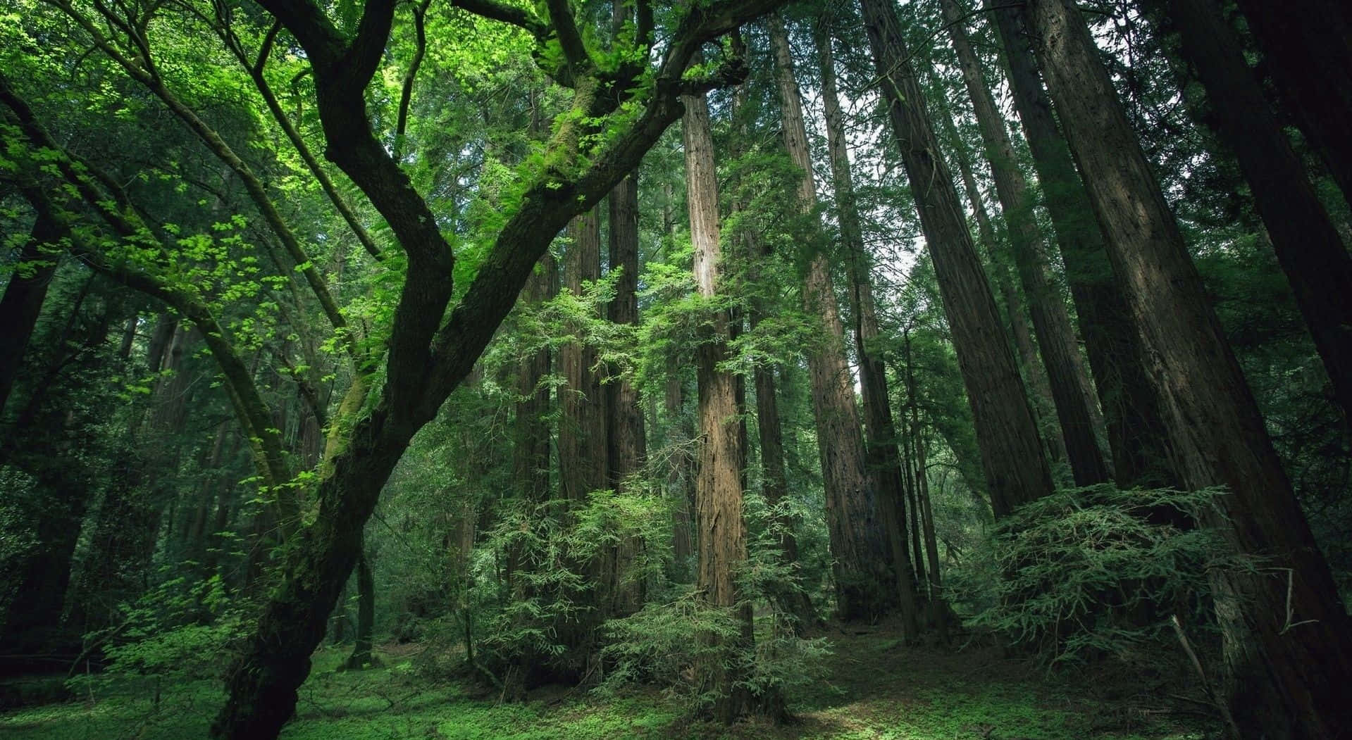 Beautiful Forest 桌布 壁紙 — 高聳的古紅杉伸展向斑駁的樹冠，陽光透過鮮綠的葉子灑落。