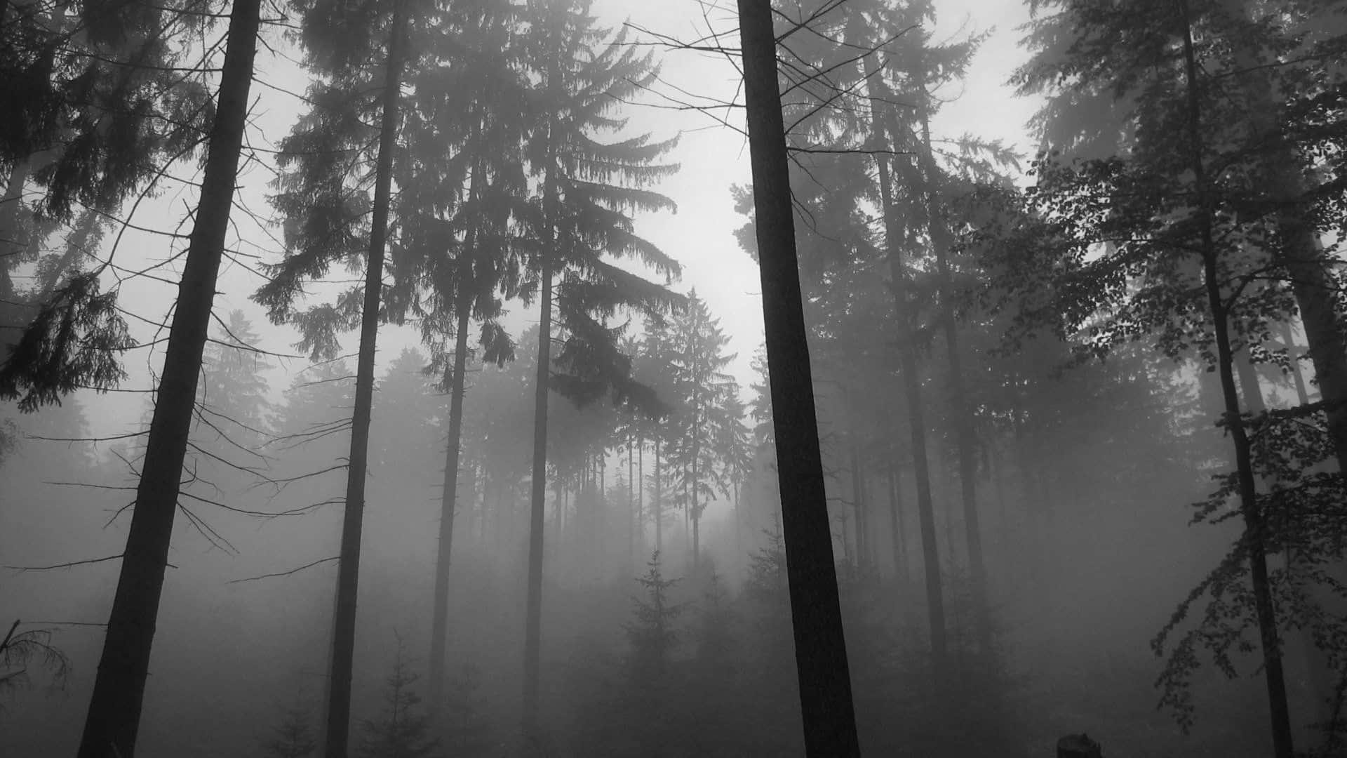 Black And White Nature 桌布 壁紙 — 高聳的松樹在單色森林中被濃霧籠罩，營造出詭異神秘的氛圍。