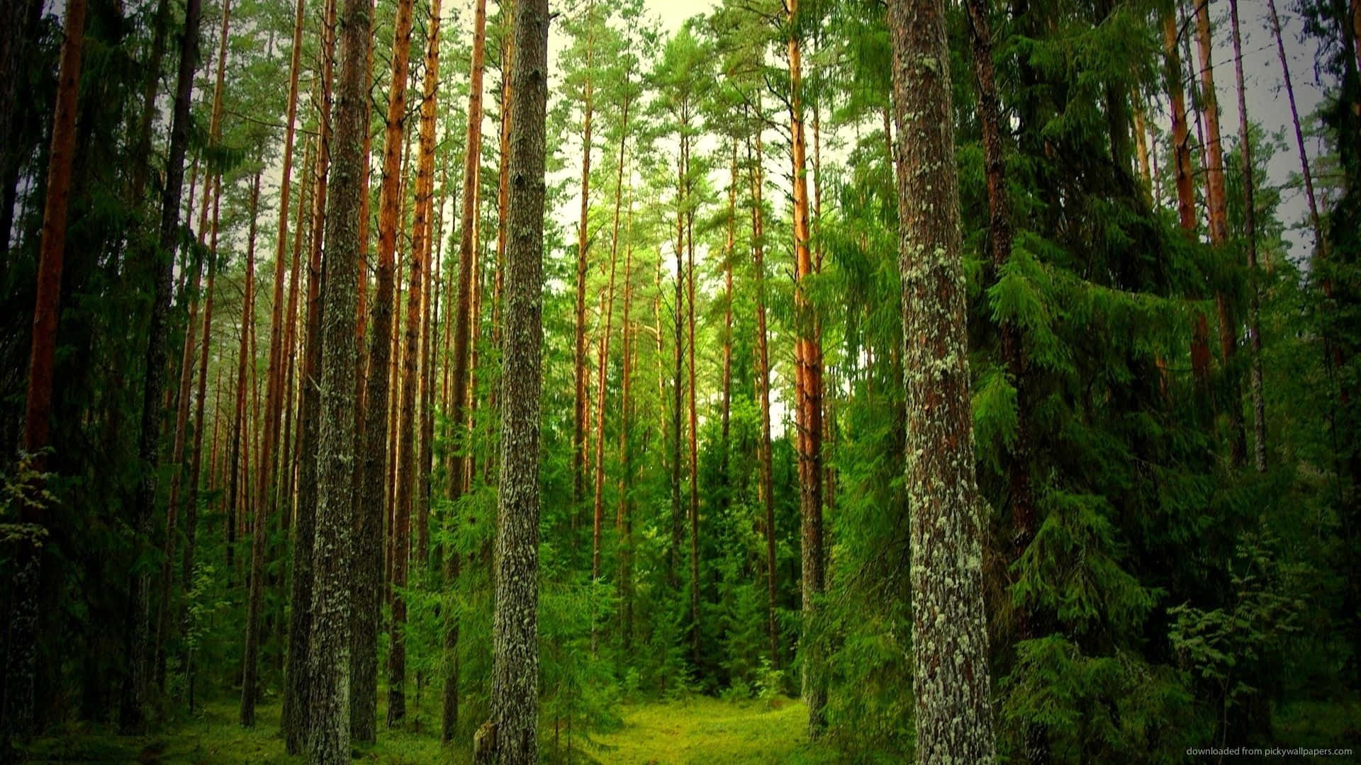 Beautiful Forest 桌布 壁紙 — 高聳的松樹帶有紋理樹皮，伸向柔和天空，透過茂密綠葉過濾金色光線。
