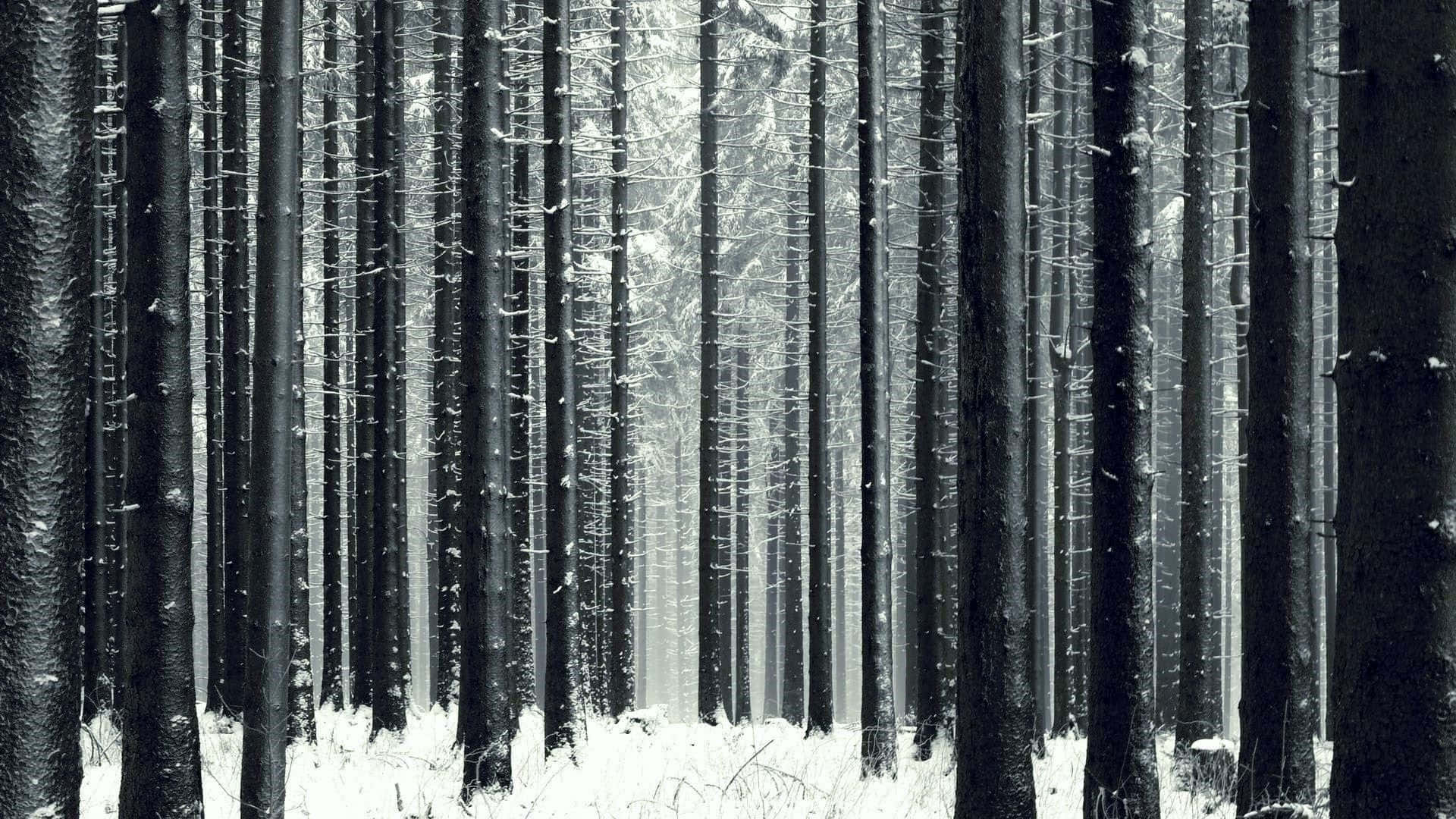 Winter Trees 桌布 壁紙 — 高聳的松樹樹幹上灑滿了雪，延伸進霧濛濛的冬日森林，營造出寧靜的黑白隧道效果。