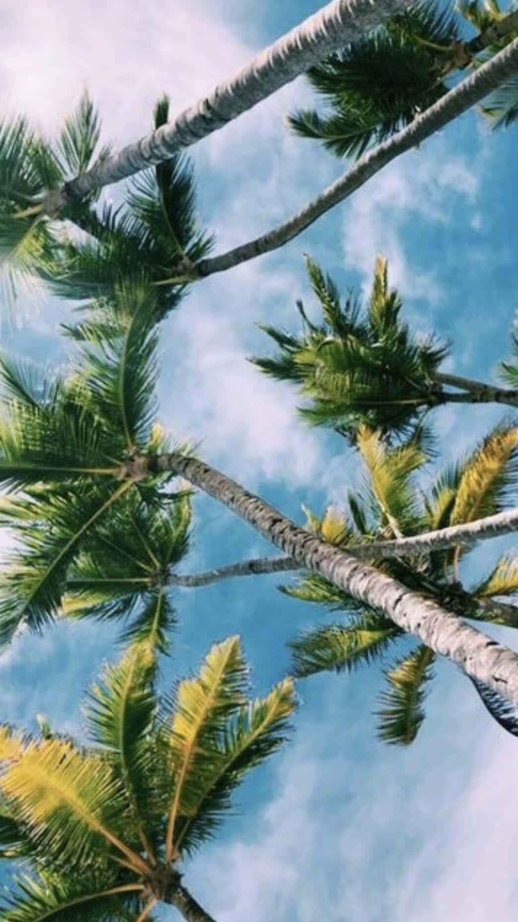 Aesthetic Vsco 桌布 壁紙 — 高聳的棕櫚樹伸向藍天白雲的熱帶天堂。