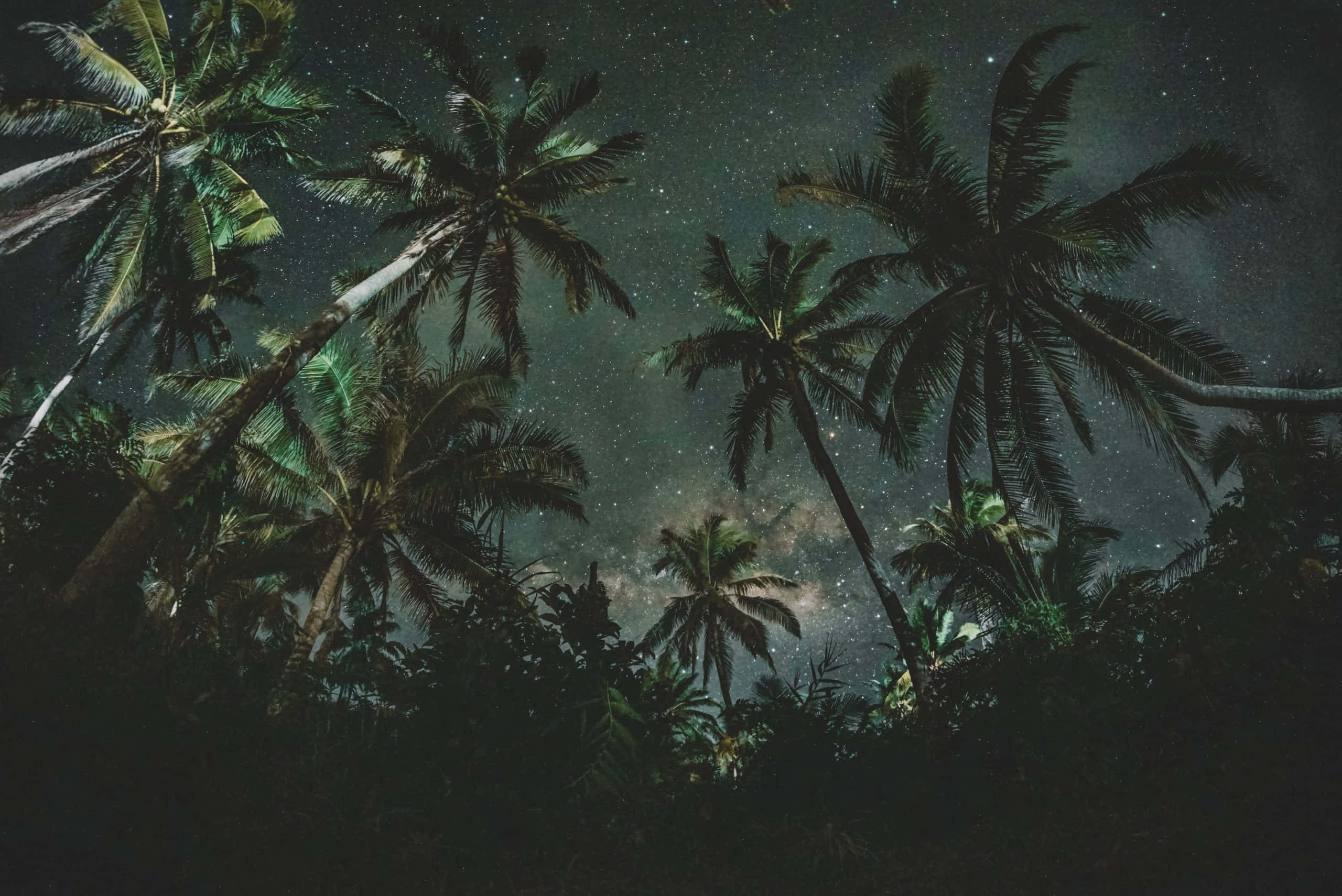Coconut Tree 桌布 壁紙 — 高聳的棕櫚樹框住了令人驚嘆的星空夜空，銀河在茂密的熱帶植物上方清晰可見。