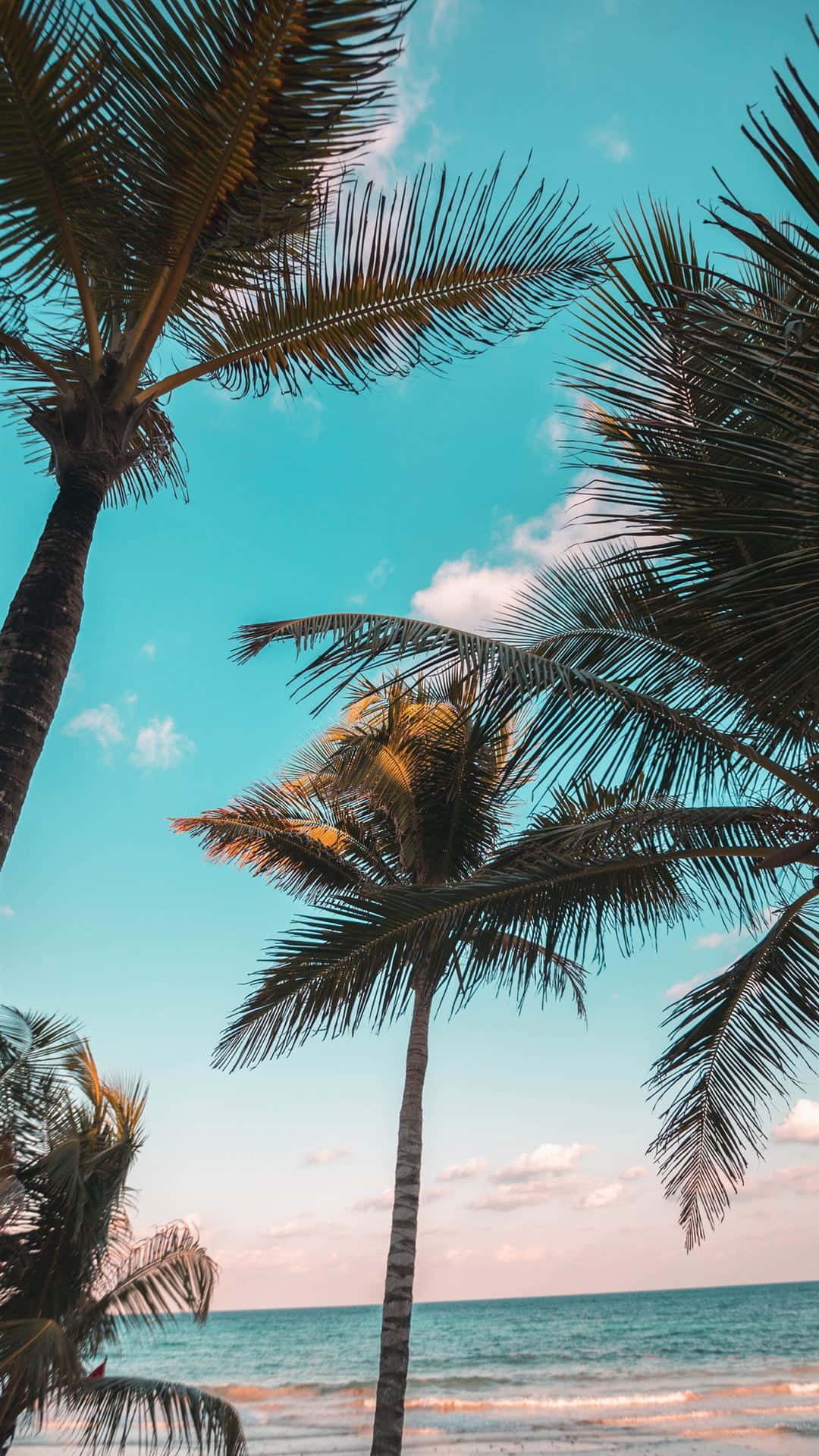 Coconut Tree 桌布 壁紙 — 高聳的棕櫚樹框住日落時分的碧藍天空與海洋，在樹葉上灑下溫暖的金色光芒。