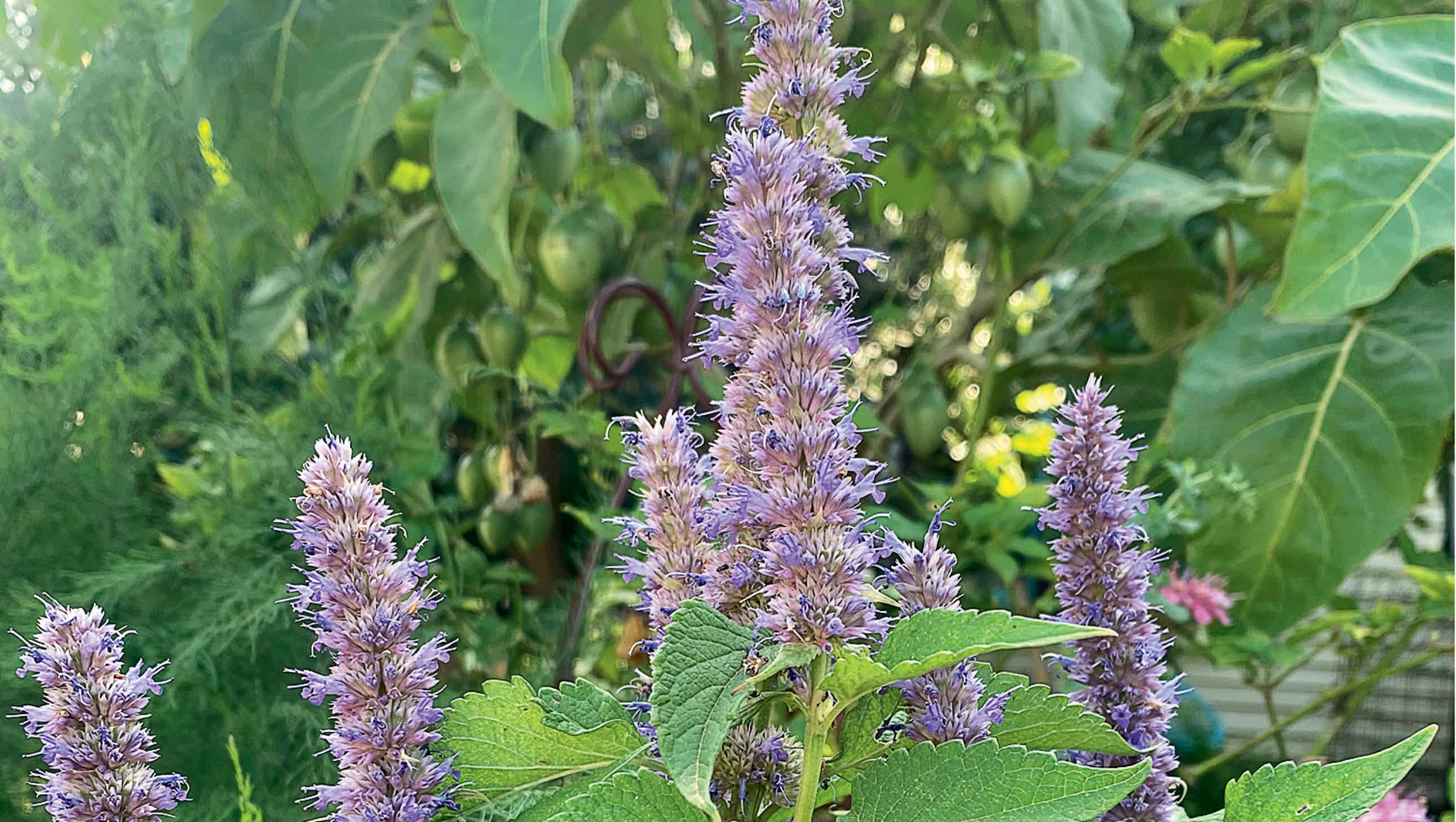 Purple Licorice 桌布 壁紙 — 高聳的淡紫色花朵穗狀花序在陽光普照的花園中，於茂密的綠葉間盛開。