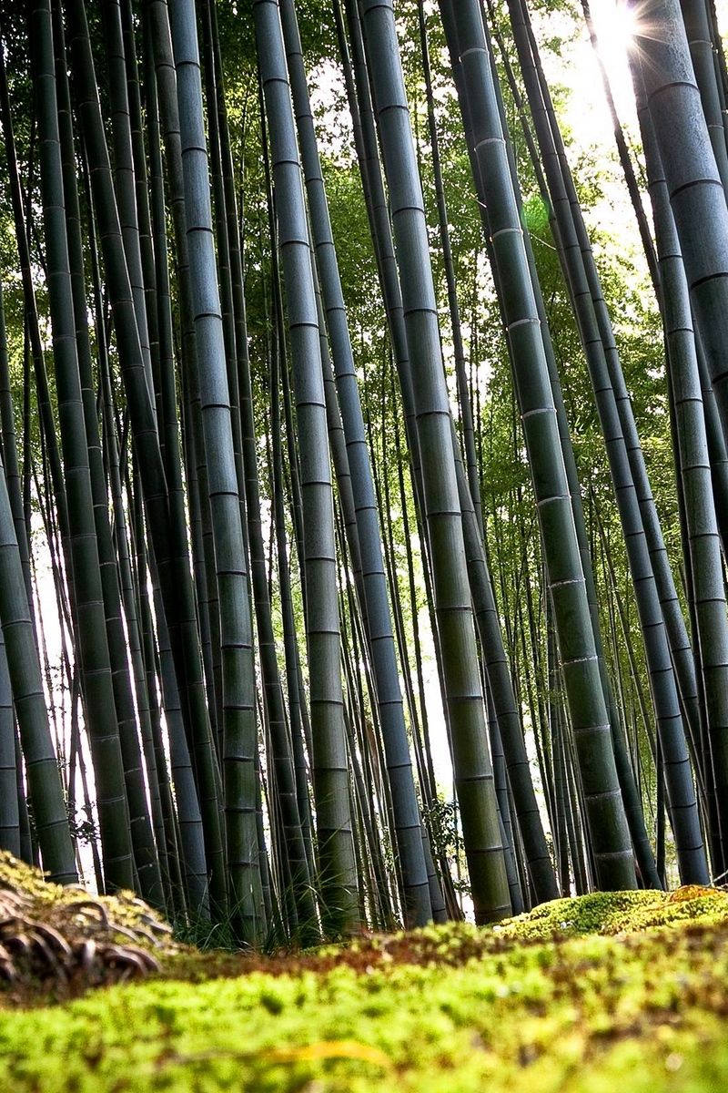 森林 桌布 壁紙 — 高聳的竹莖向陽光照耀的樹冠升起，鮮綠色苔蘚覆蓋森林地面。