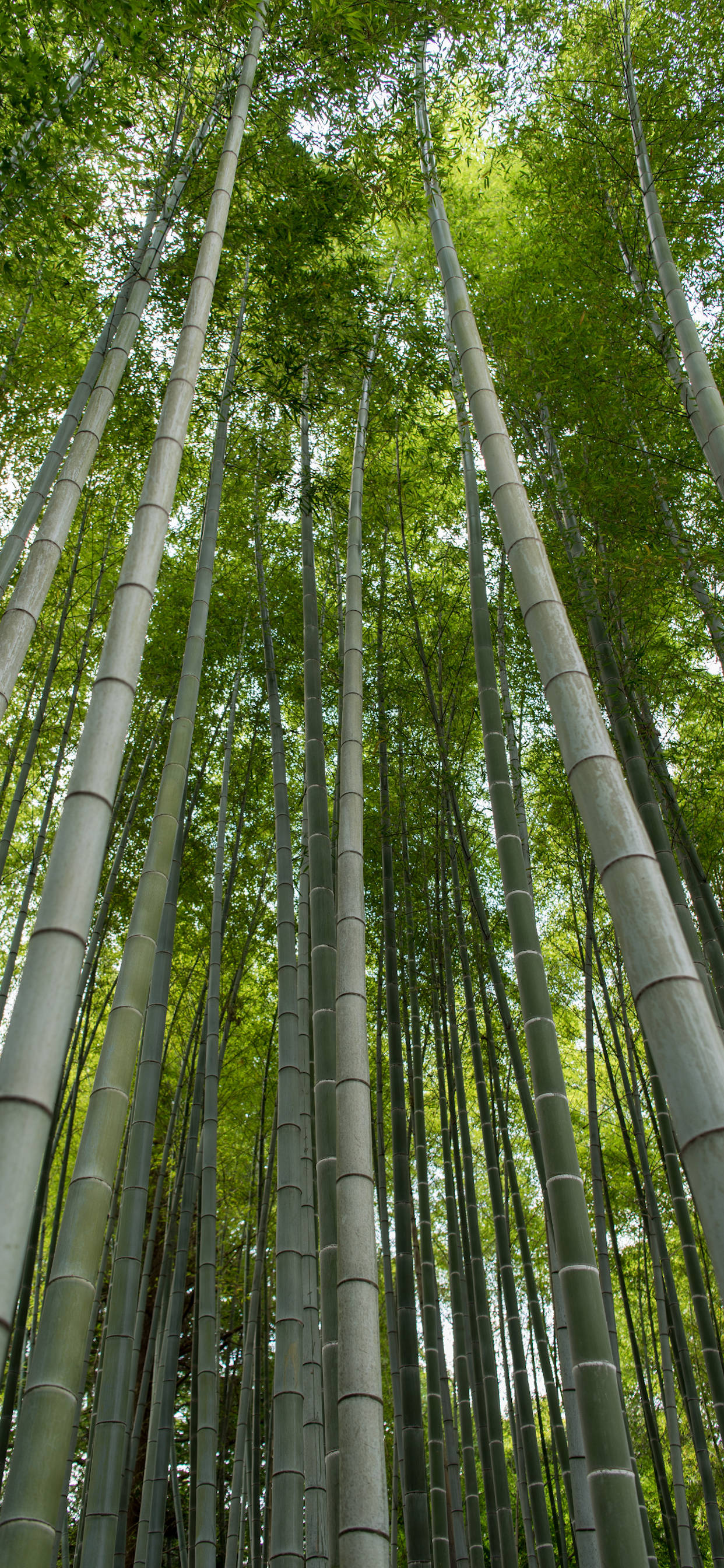 手機 桌布 壁紙 — 高聳的竹莖在茂密的森林樹冠中伸向天空，過濾著斑駁的陽光。