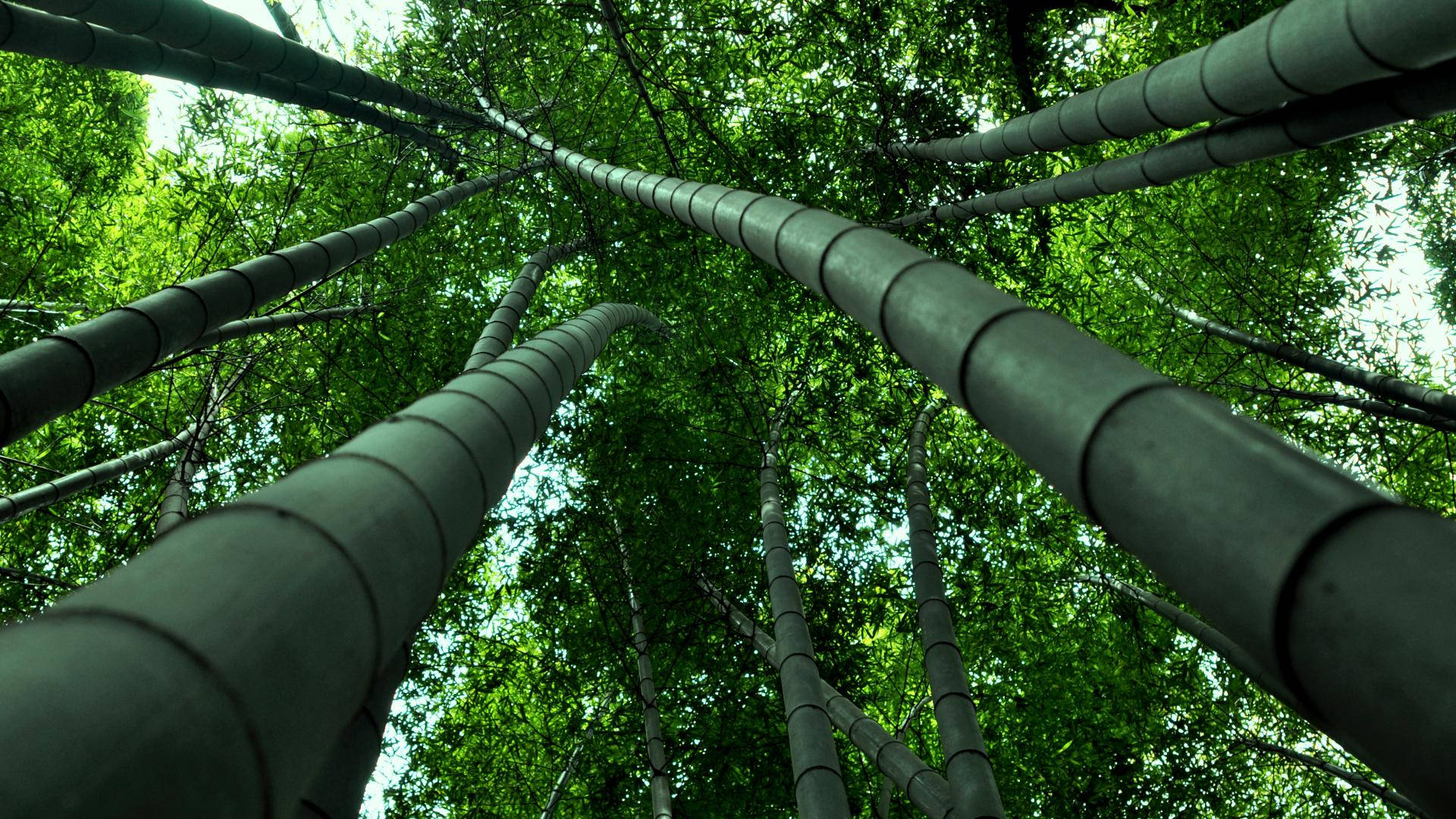 bamboo 4K 桌布 壁紙 — 高聳的竹莖在茂密的森林樹冠中向上伸展，過濾出明亮的綠色陽光。