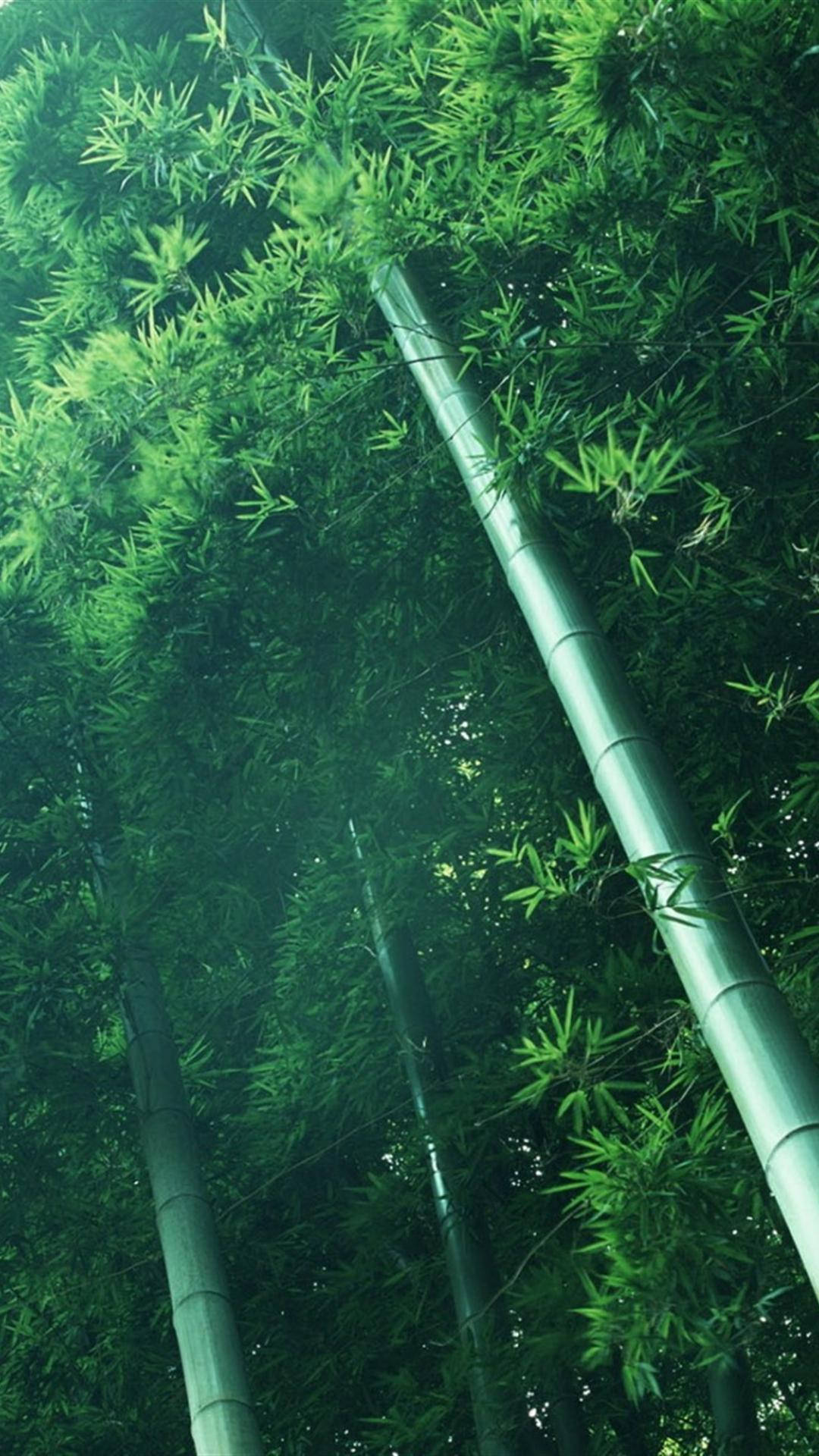 樹 桌布 壁紙 — 高聳的竹莖穿過茂密的翠綠樹冠，在霧氣瀰漫的森林中向上生長。