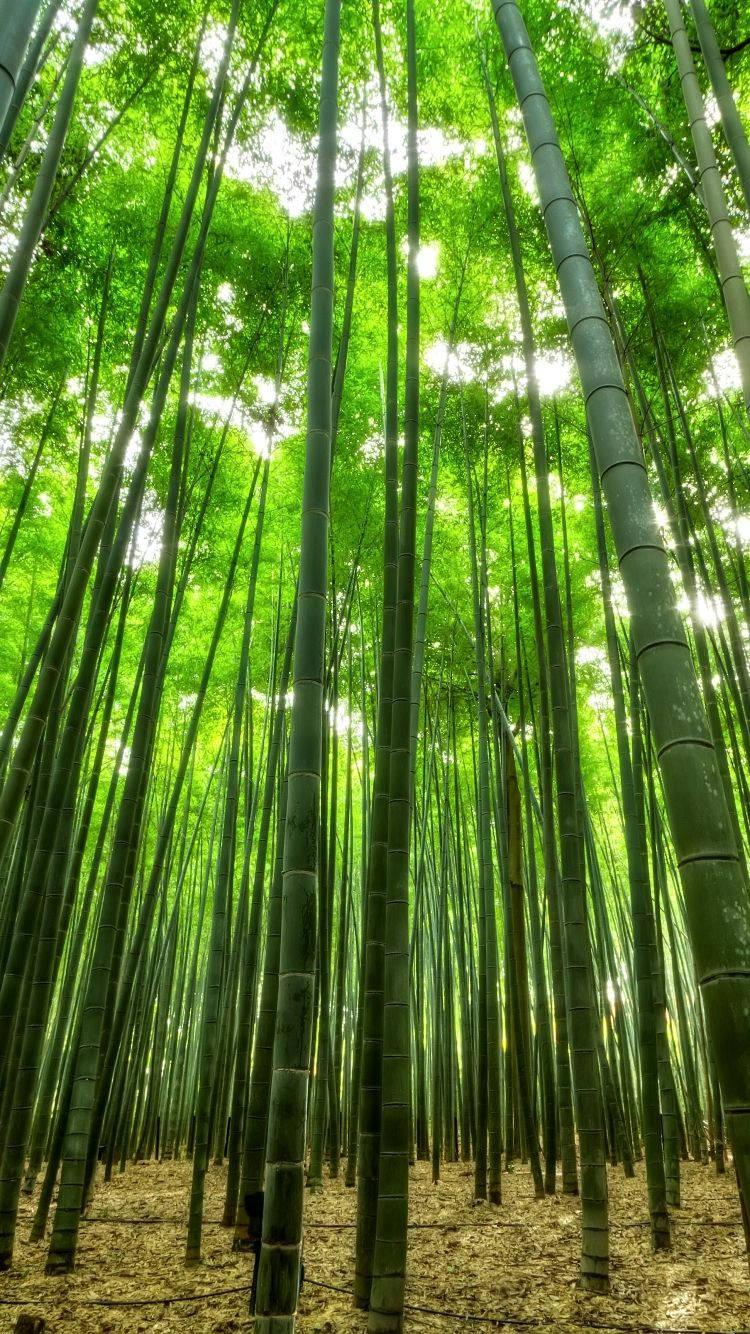 Forest iPhone 桌布 壁紙 — 高聳的竹莖穿過茂密的翠綠葉片過濾陽光，向上延伸。