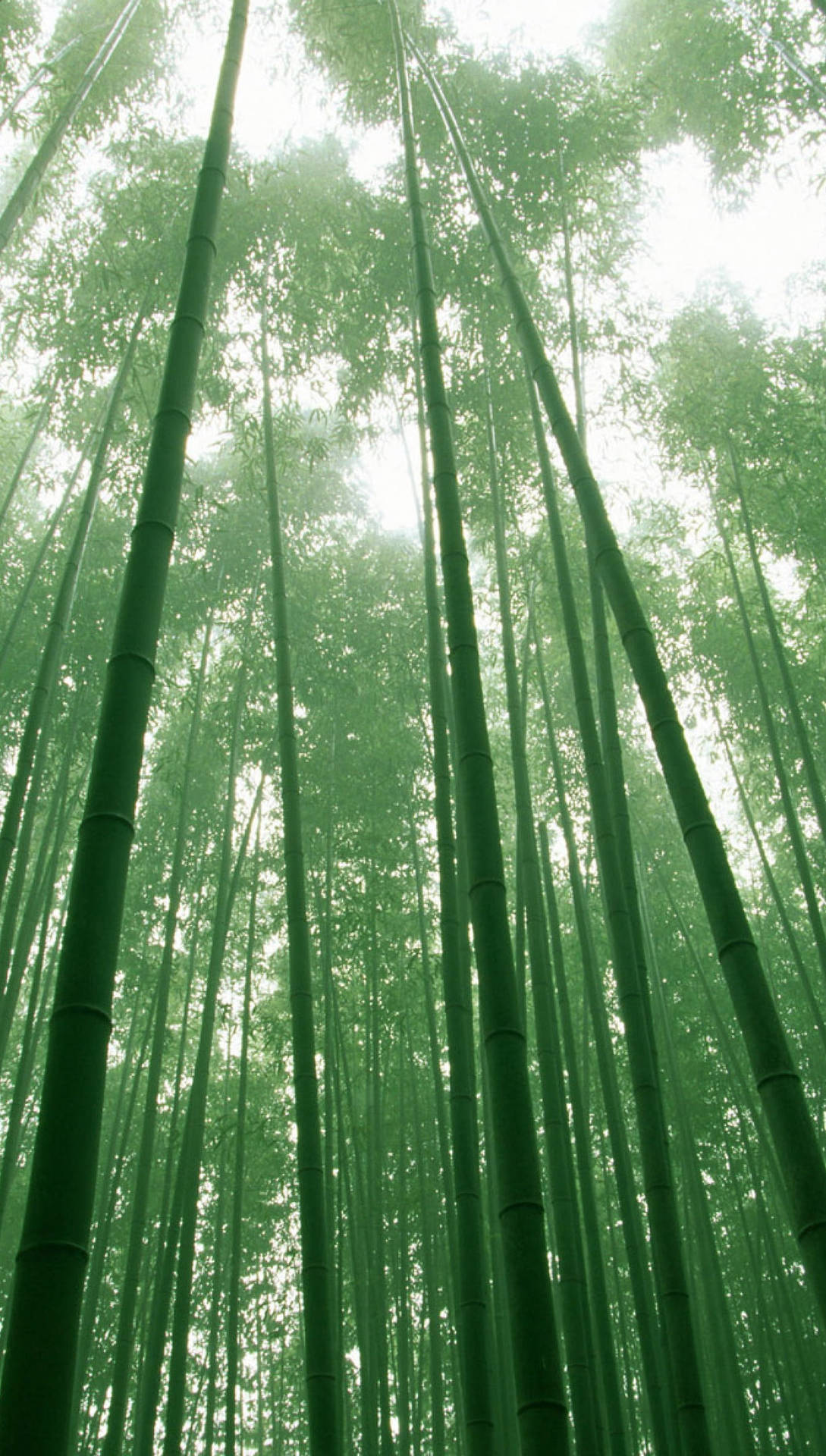 高大的竹樹在迷霧森林中升起，柔和的綠光透過樹冠過濾。