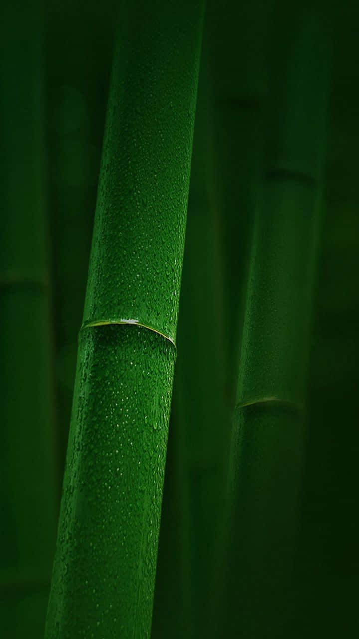 茂密綠色森林中，覆蓋露珠的竹莖特寫。