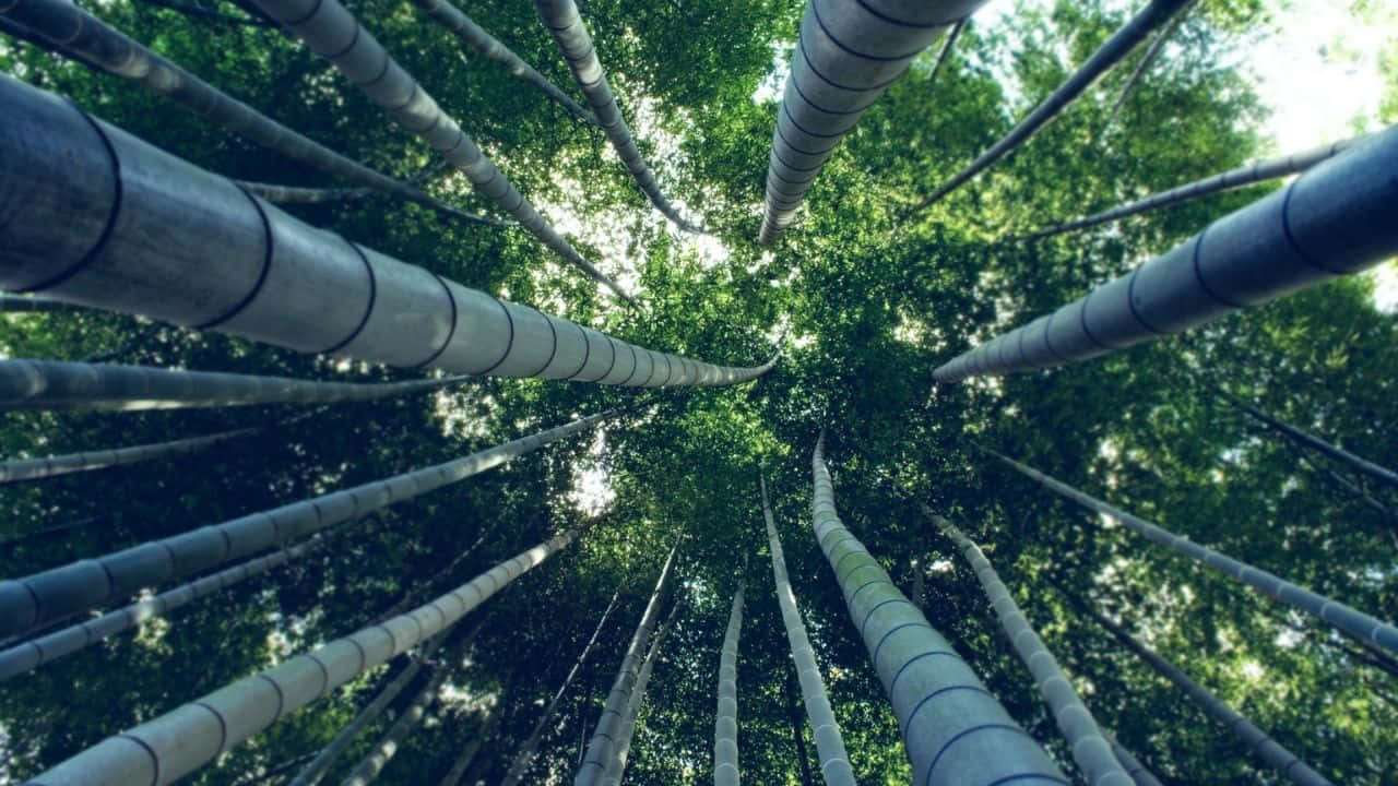 穿過高大的竹樹向上看，朝向陽光普照的綠色樹冠。
