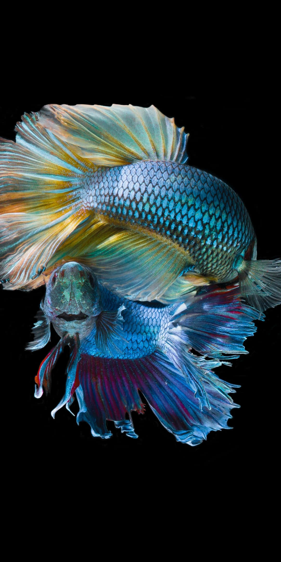 高解析度 Pixel 3 魚群背景 壁紙 — 兩條色彩鮮豔的鬥魚，擁有流暢的魚鰭，在純黑背景上懸浮，展現出虹彩般的藍、黃和紅色。