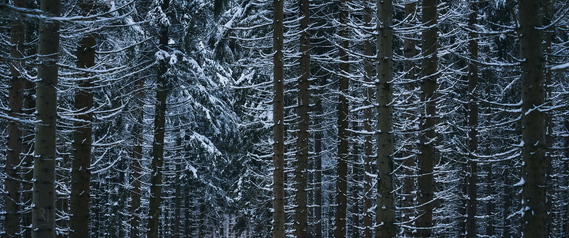黃昏時分，寂靜的冬日森林中積雪覆蓋的松樹。