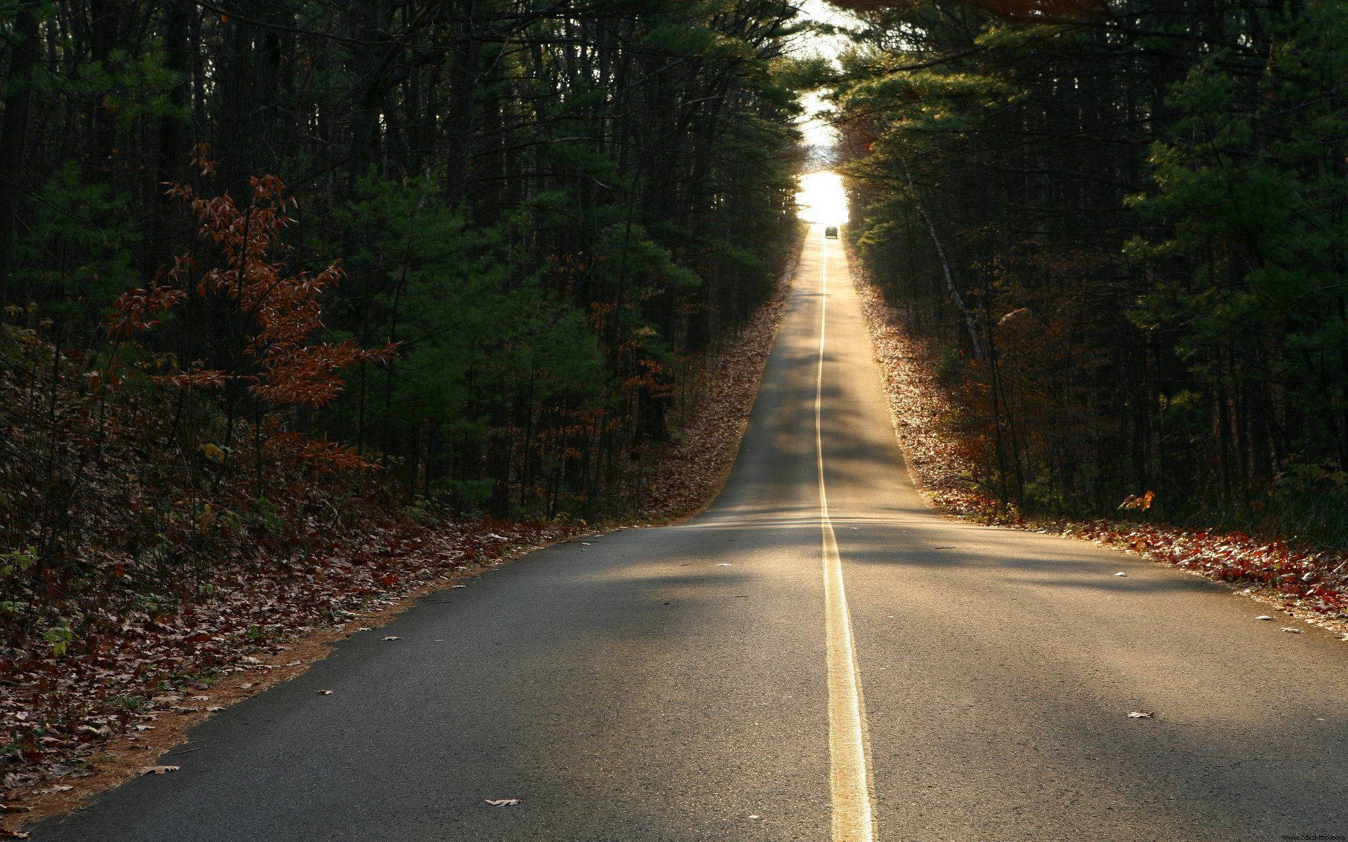 一條安靜的森林道路覆蓋著落葉，延伸至陽光明媚的遠方。