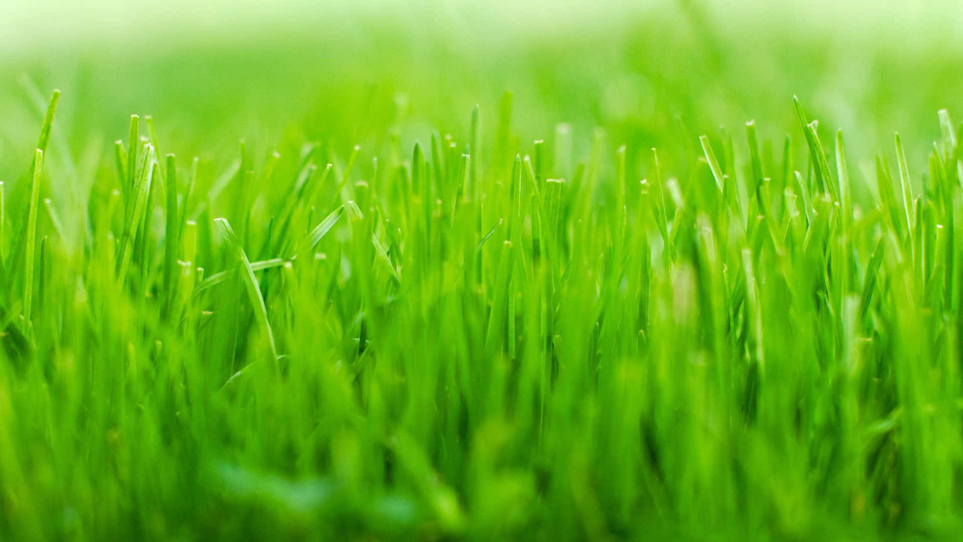 高解析度翠綠青草背景 壁紙 — 充滿活力的翠綠草葉特寫，帶有柔和散景背景和自然陽光。