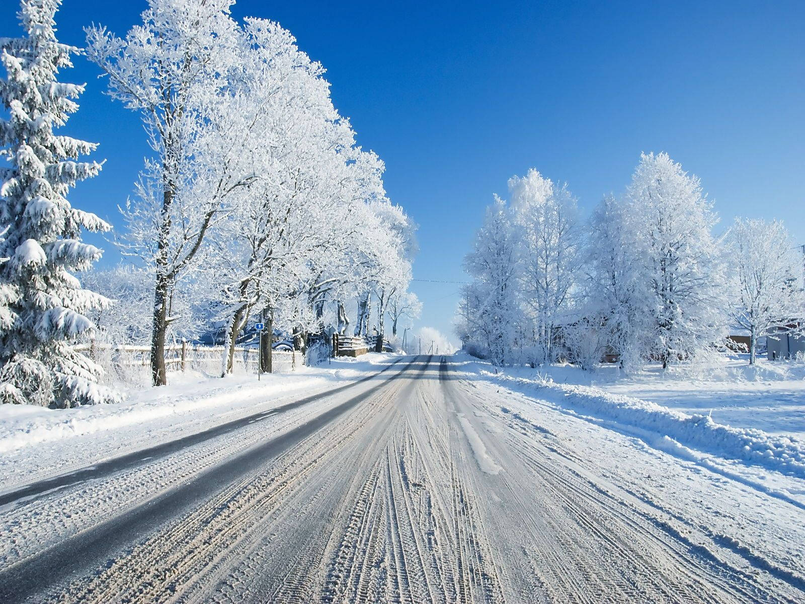 在明亮的藍天下，雪路兩旁是結霜的樹木。
