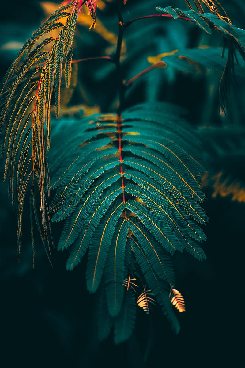 高質感綠葉手機壁紙 壁紙 — 蕨類植物葉片在深藍綠色背景下散發金色光芒的特寫。