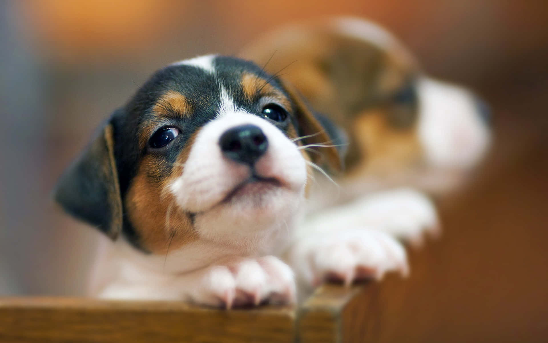 一隻細細嘅比高獵犬幼犬，有啡色、白色同黑色嘅毛，喺木邊上面望過嚟。