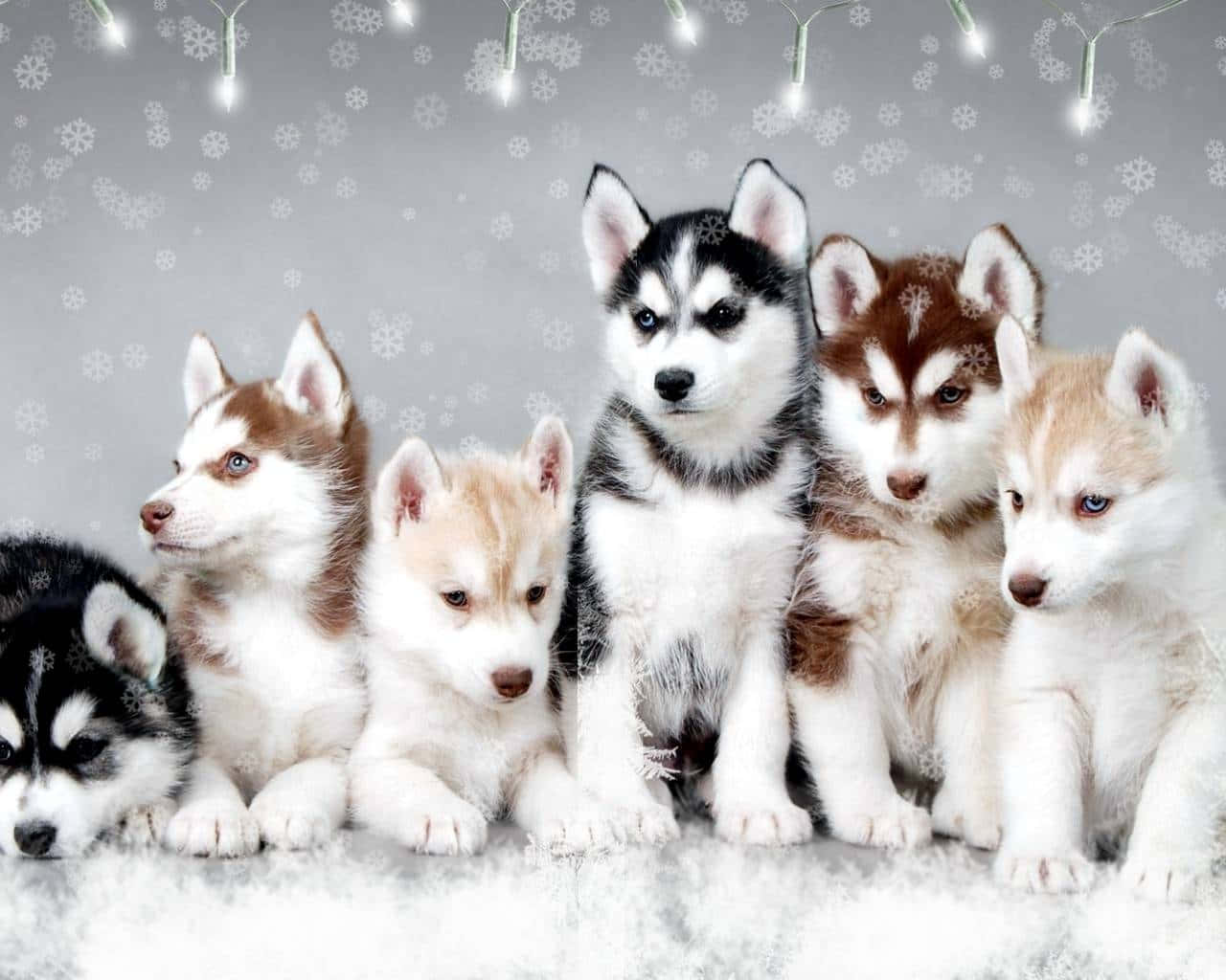 六隻哈士奇幼犬坐在雪中，燈串下