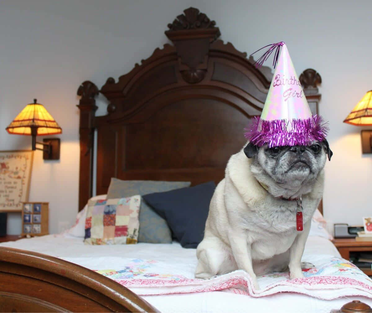 一隻戴著生日帽的巴哥犬坐在一張有木床頭板的床上。