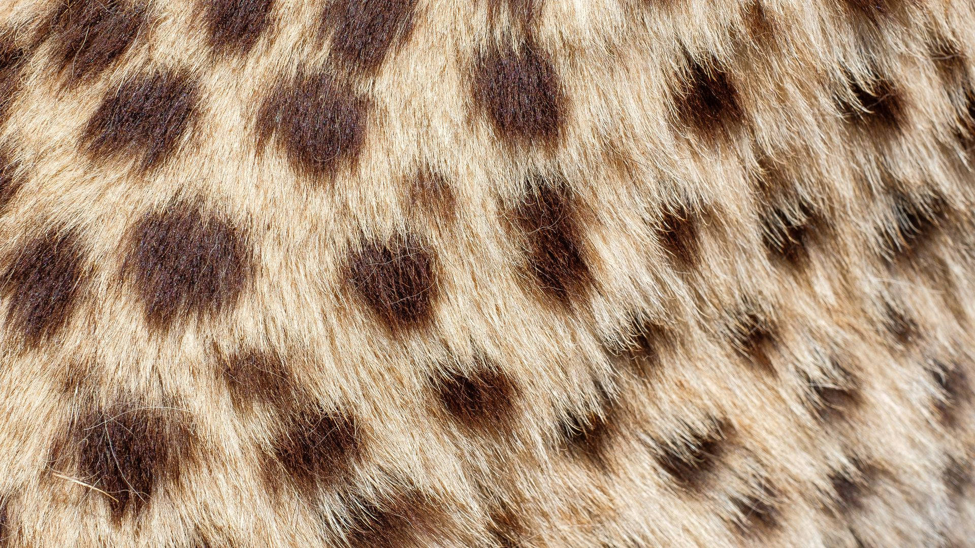 鬣狗動物毛皮 壁紙 — 豹皮毛的特寫，顯示精細的玫瑰斑紋和柔和的金棕色調。